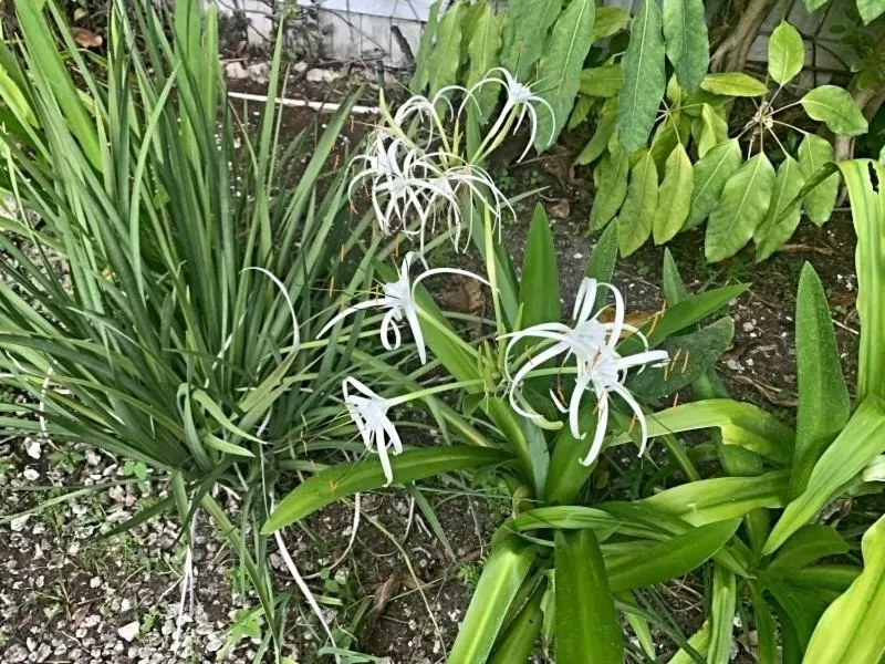 Activities in Manatee Palms