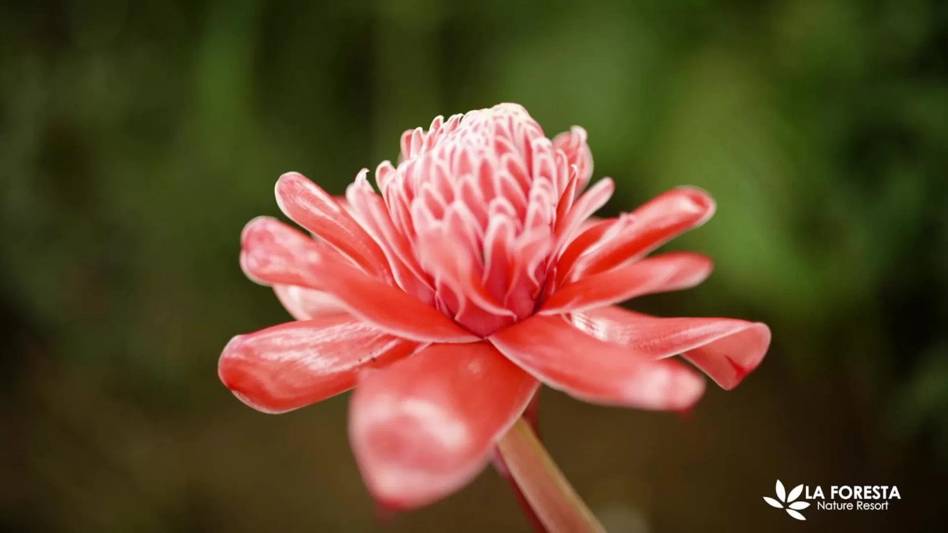 Natural landscape in La Foresta Nature Resort