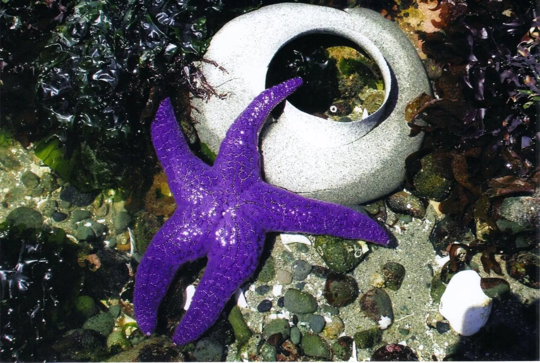 Activities, Other Animals in Qualicum Breeze Beach Resort