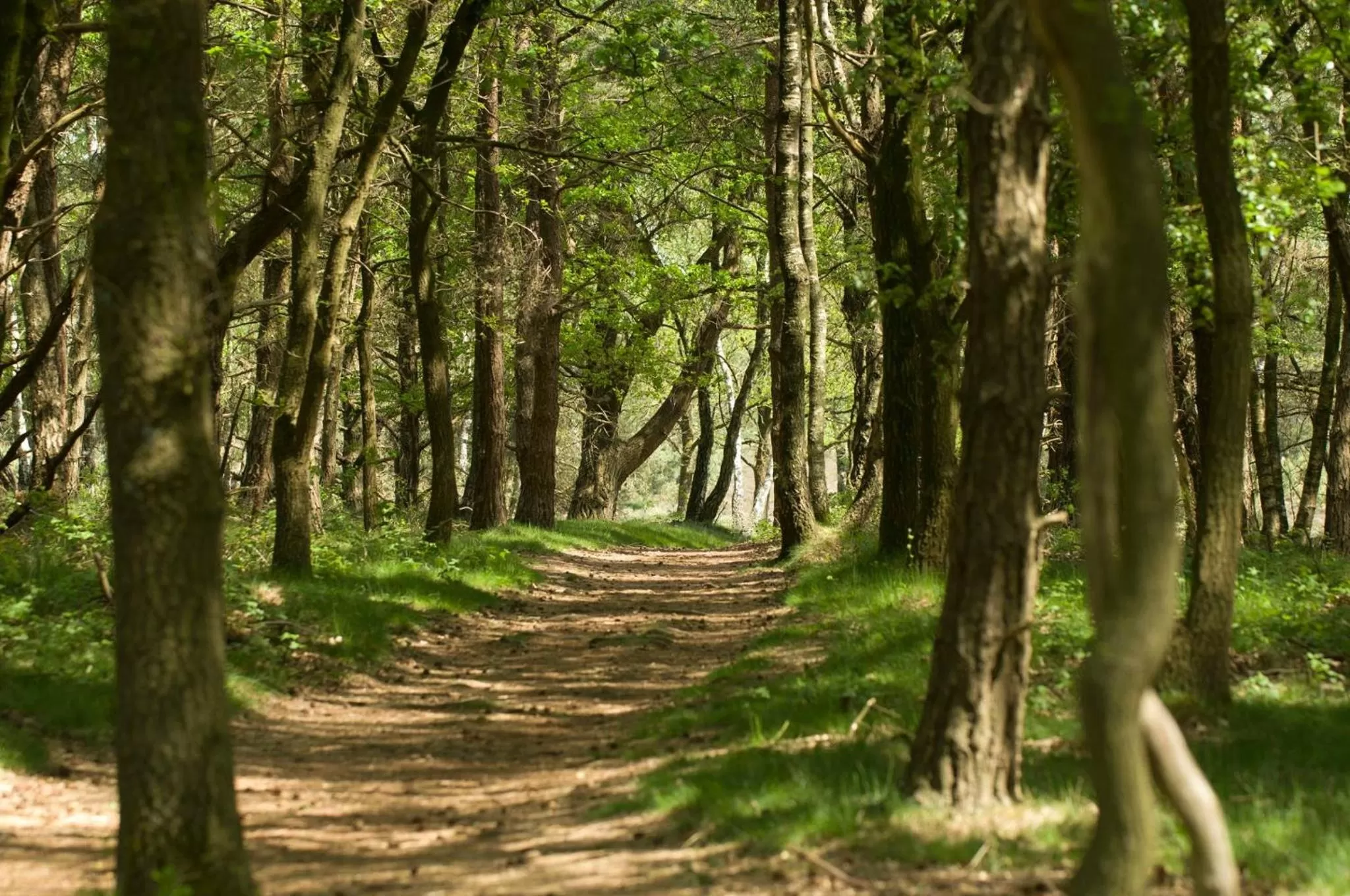 Natural landscape in BenB-Hollandsingel