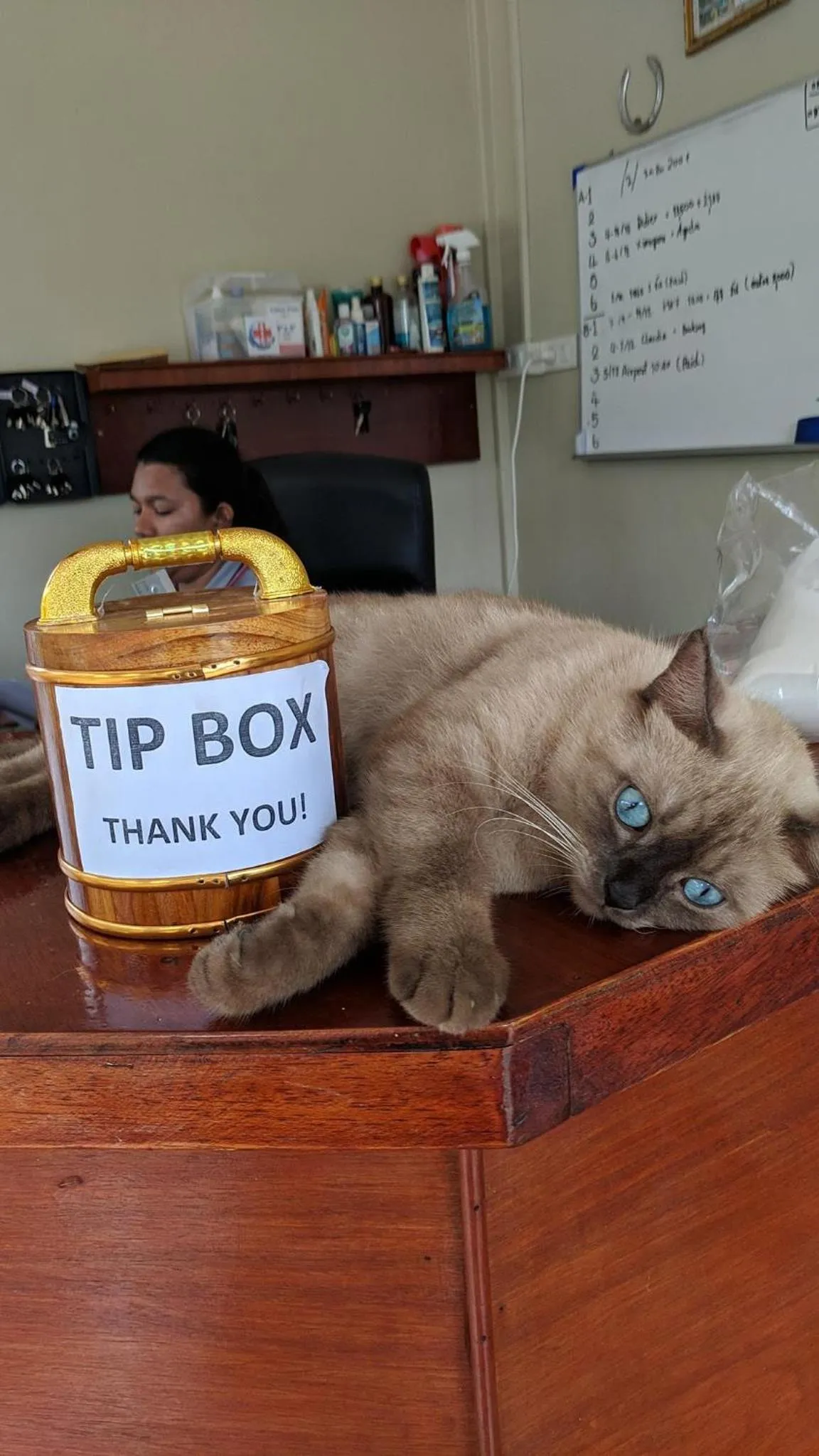 Pets in SER-EN-DIP-I-TY - SHA Extra Plus