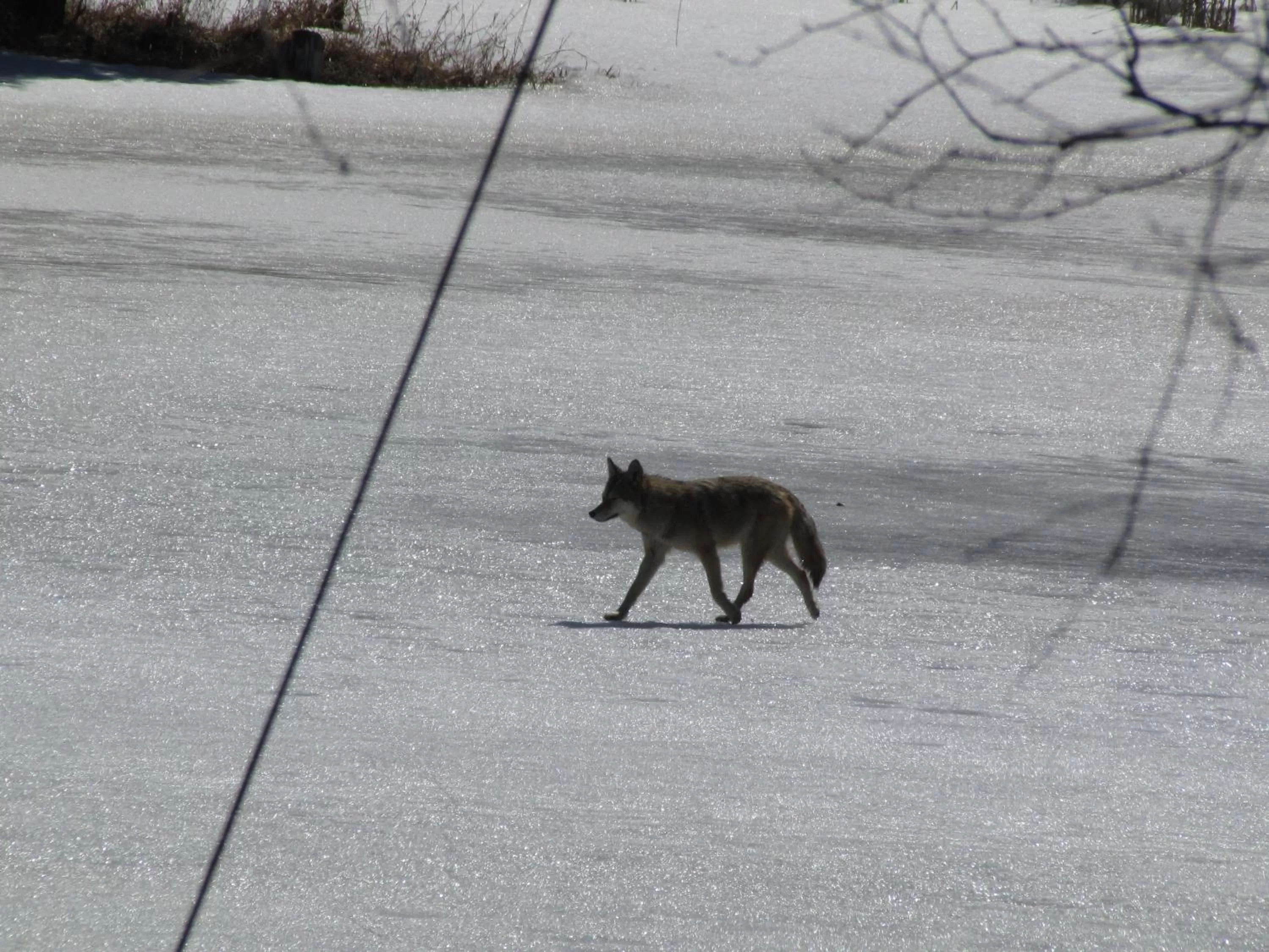 Animals, Other Animals in Shambhala Bed and Breakfast