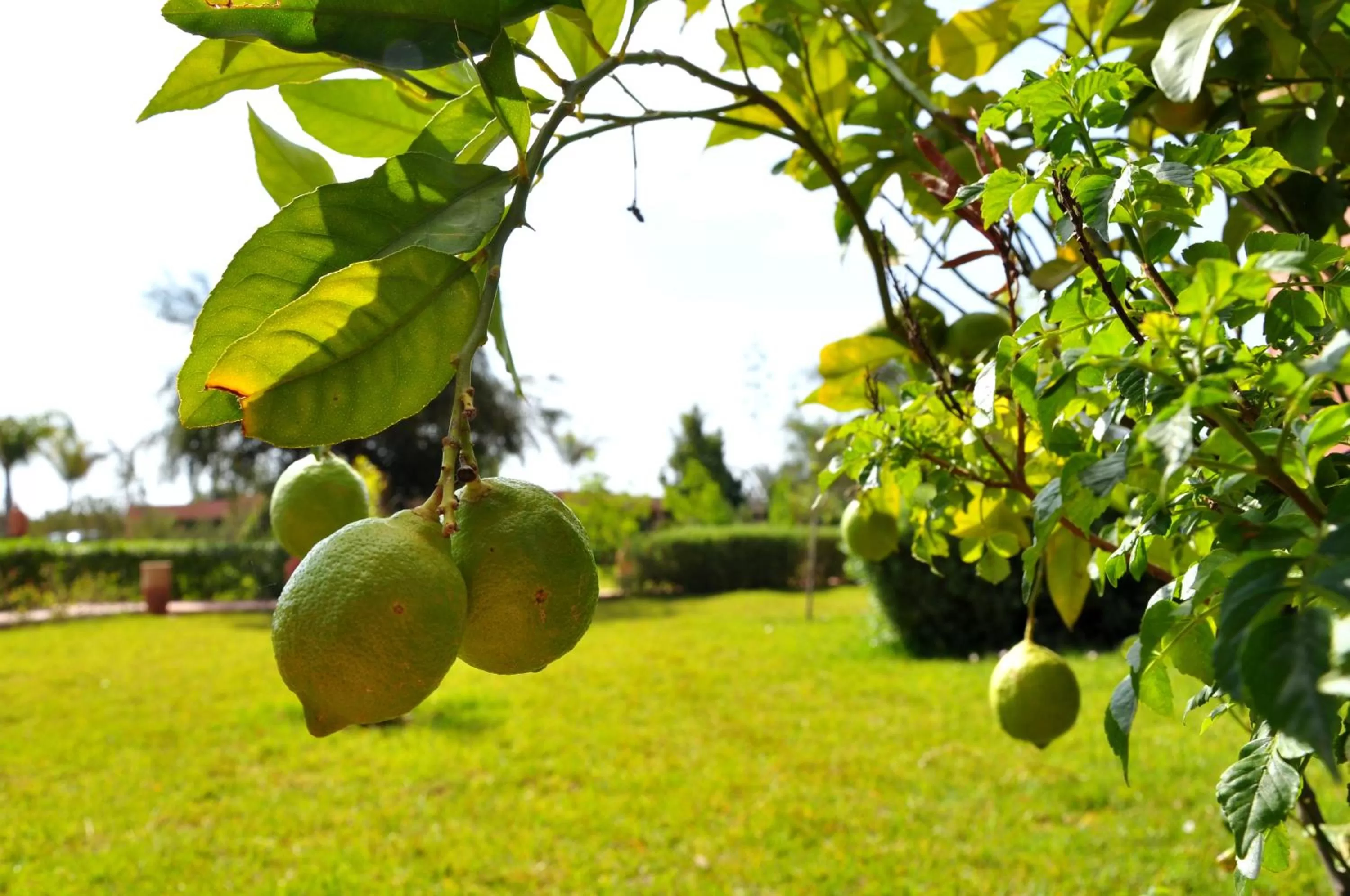 Garden in Riad Hamdani