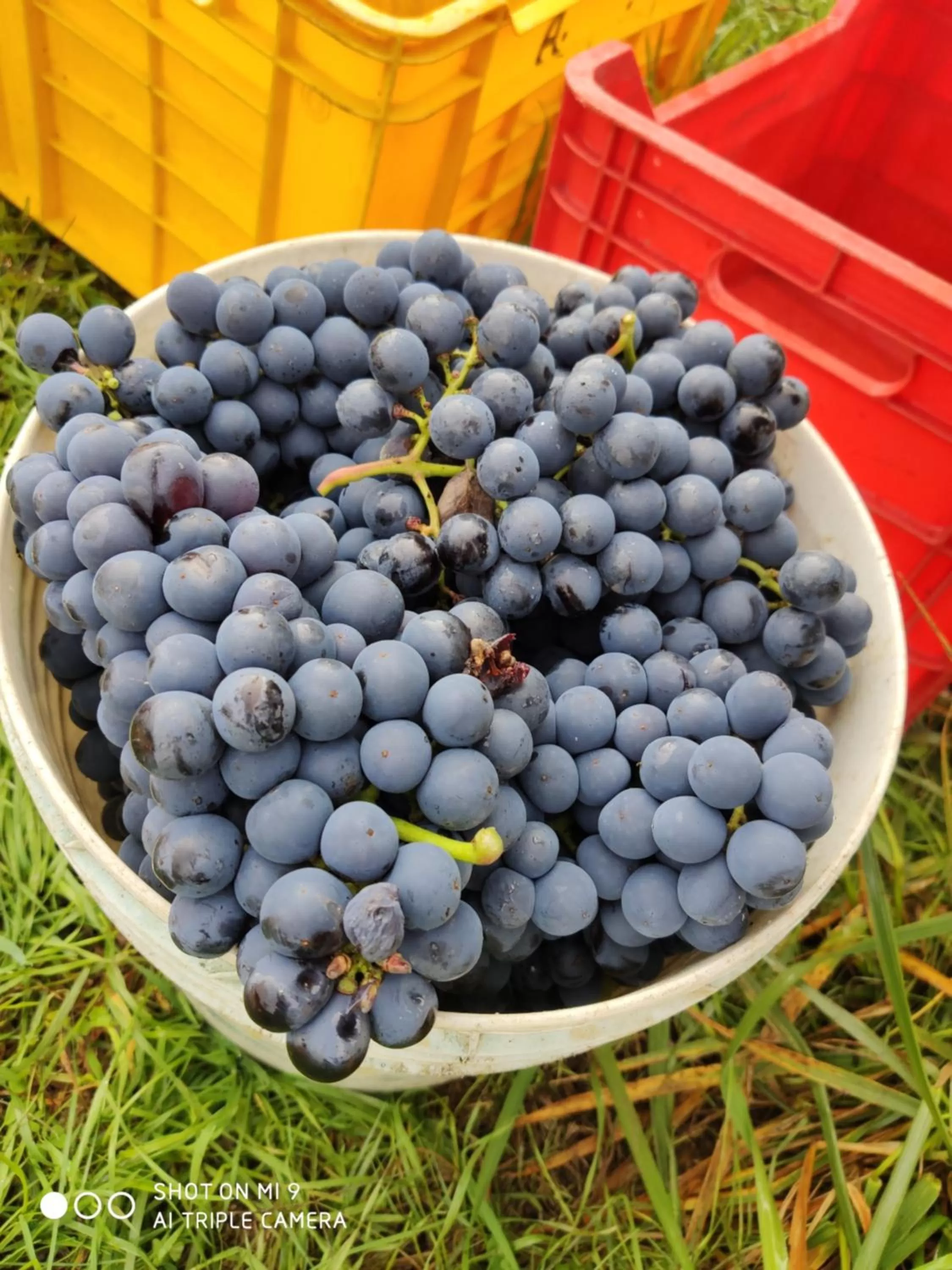 Italian breakfast in Borgo Lamurese