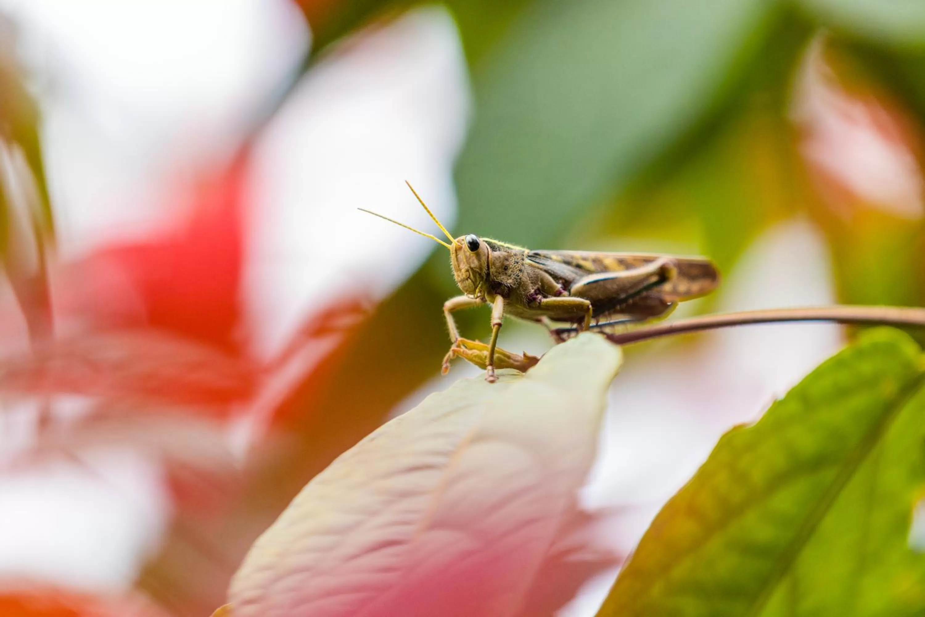 Animals in Villa Asimba