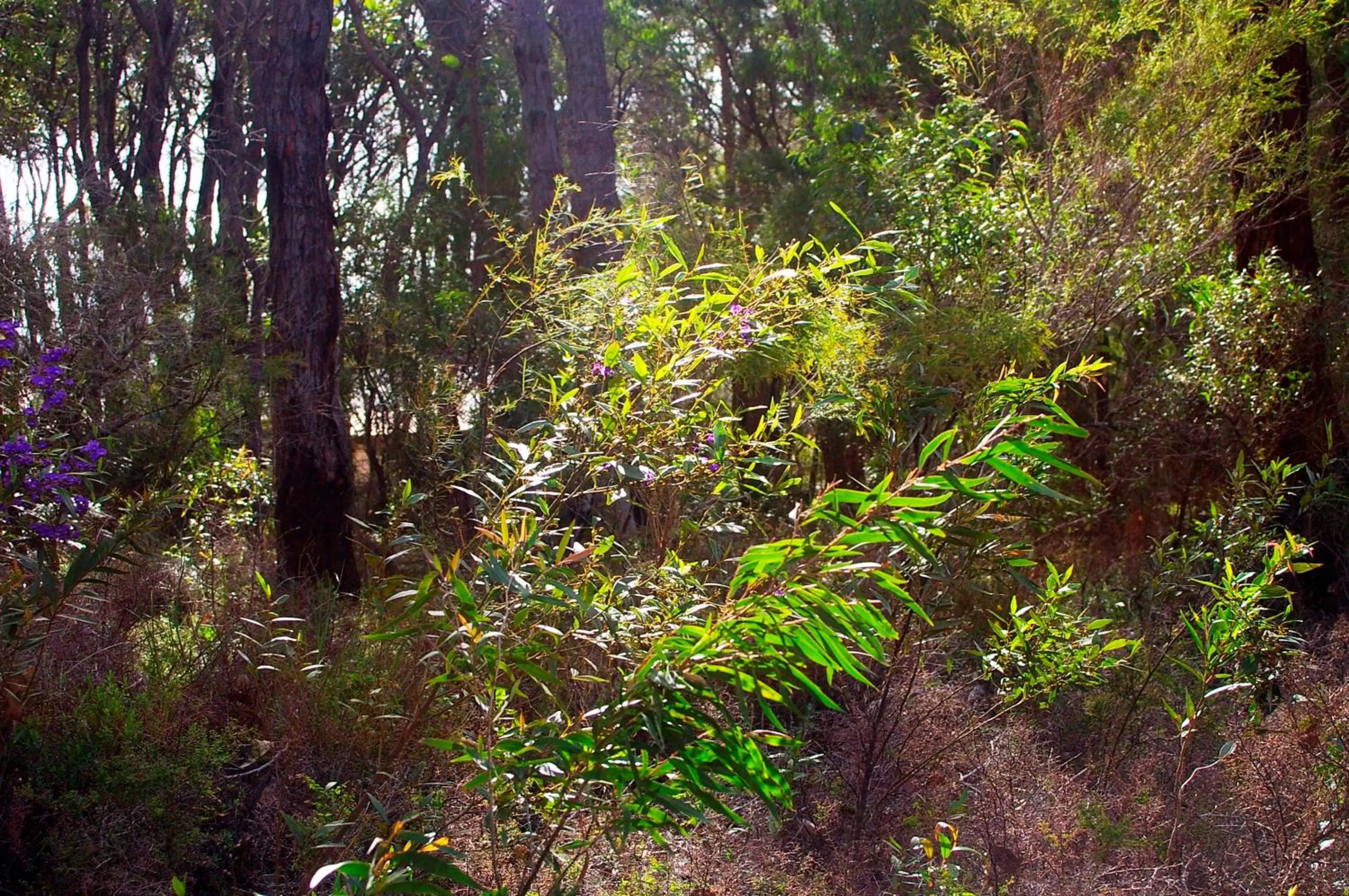 Garden in Darby Park Serviced Residences