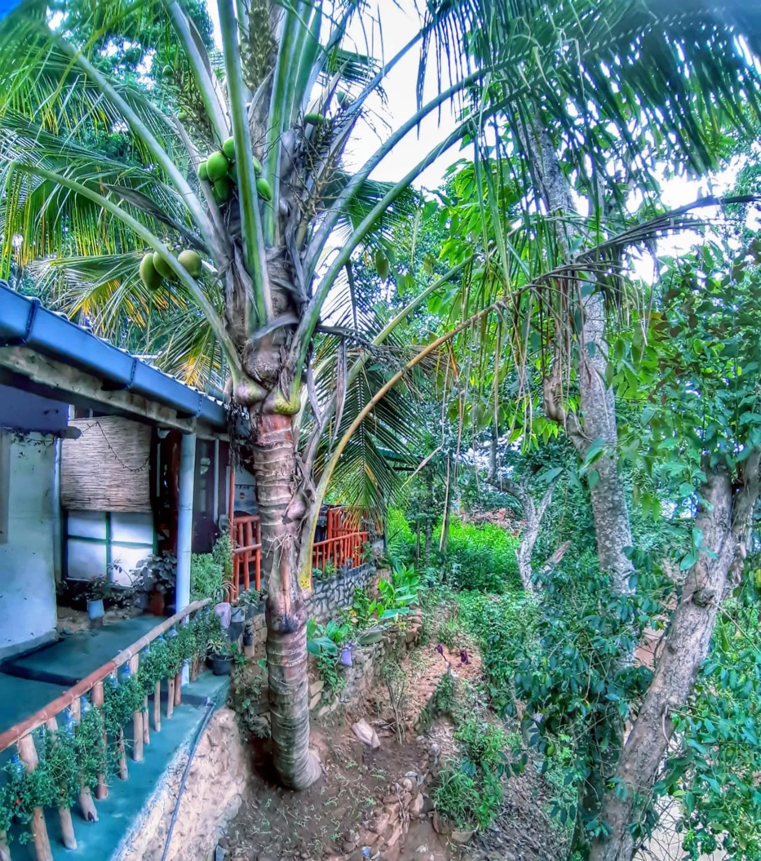 Garden view in Cozy Homestay Waterfall Road Ella