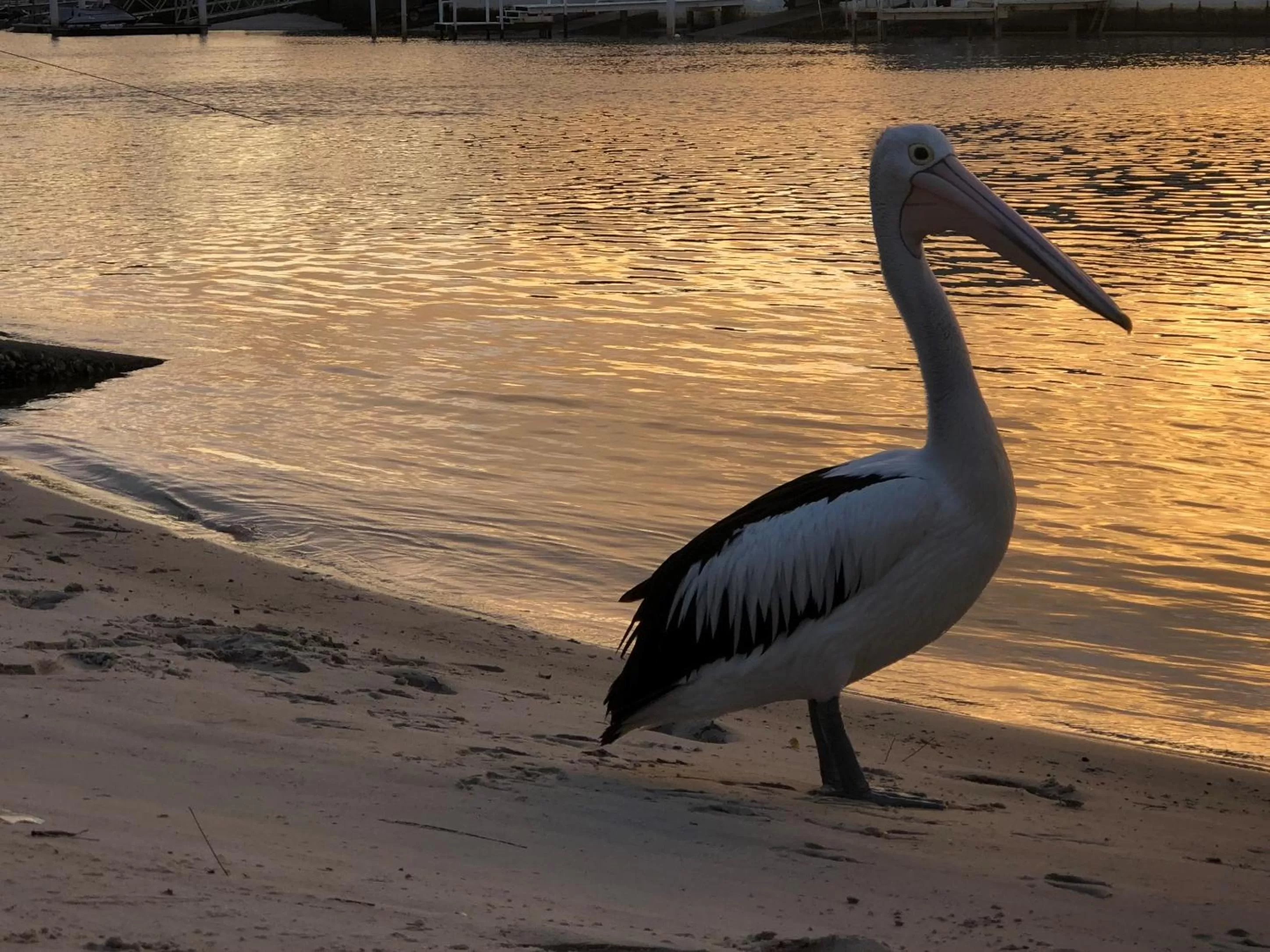 Beach in Pelican Cove Waterfront Apartment