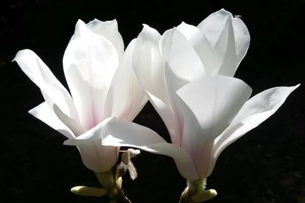 Garden, Other Animals in MaisonMazerand