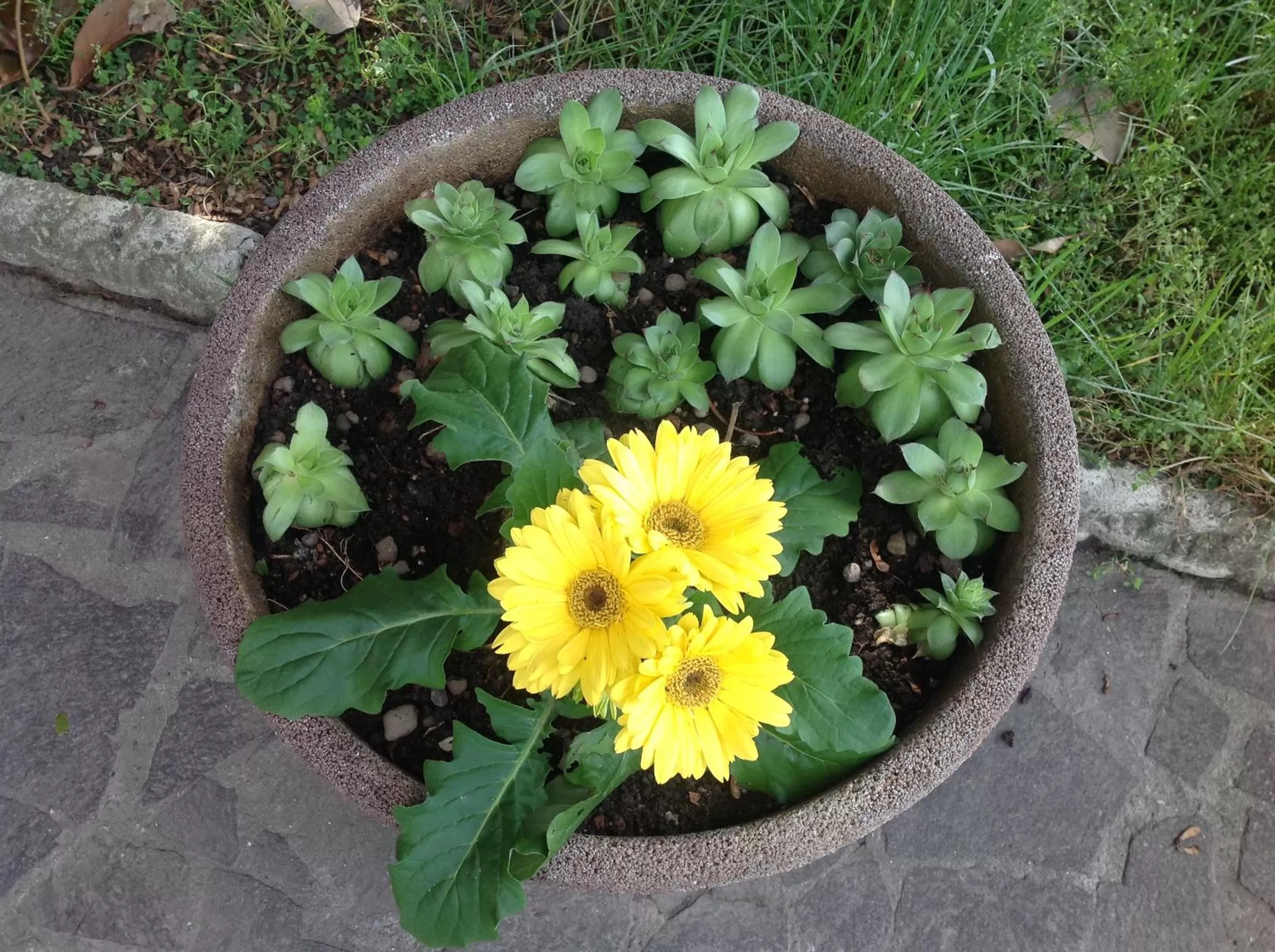 Garden in B&B Family Home
