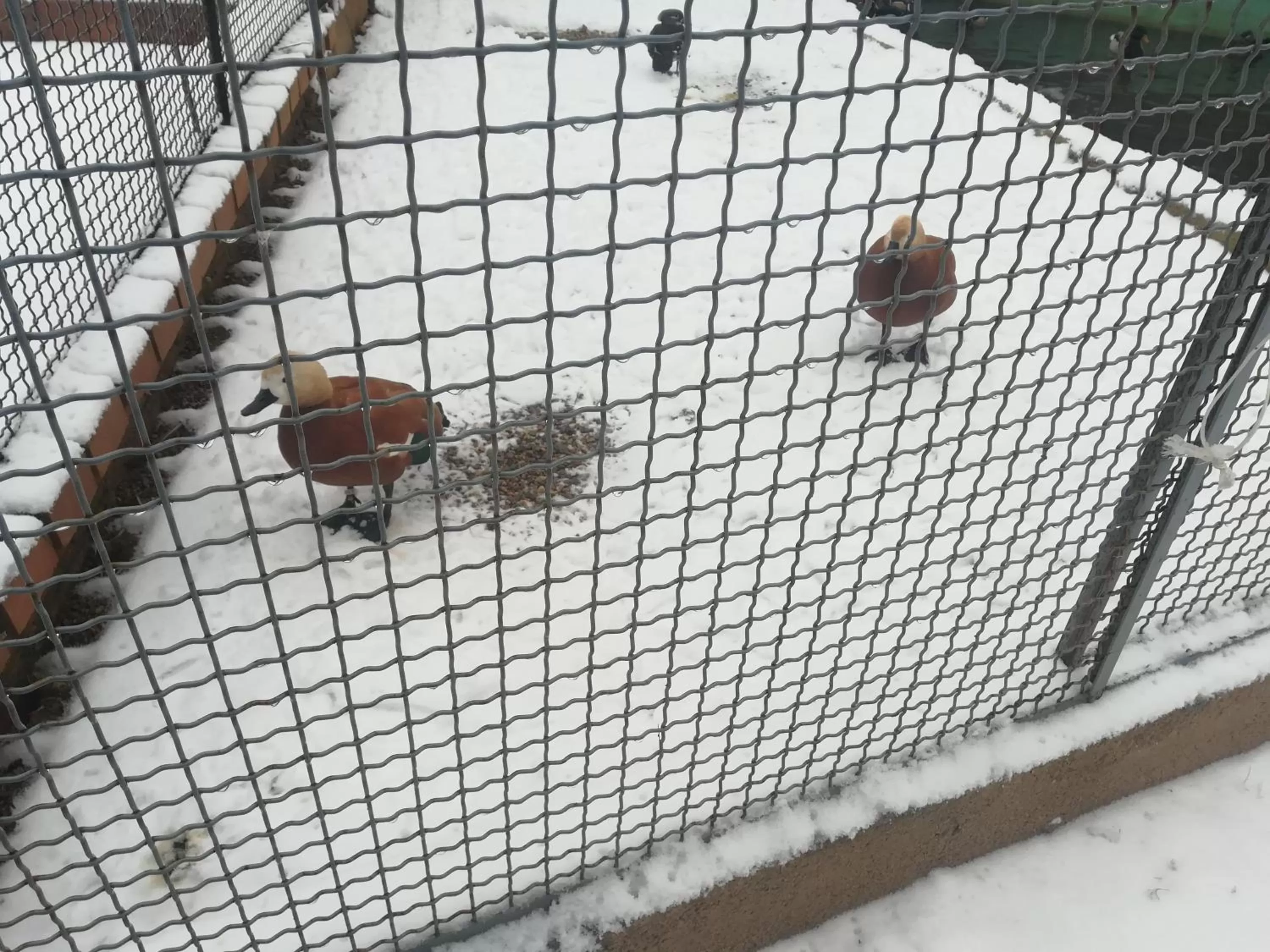 Animals in Etno selo Vile Jefimija, selo Preobrazenje, Vranje