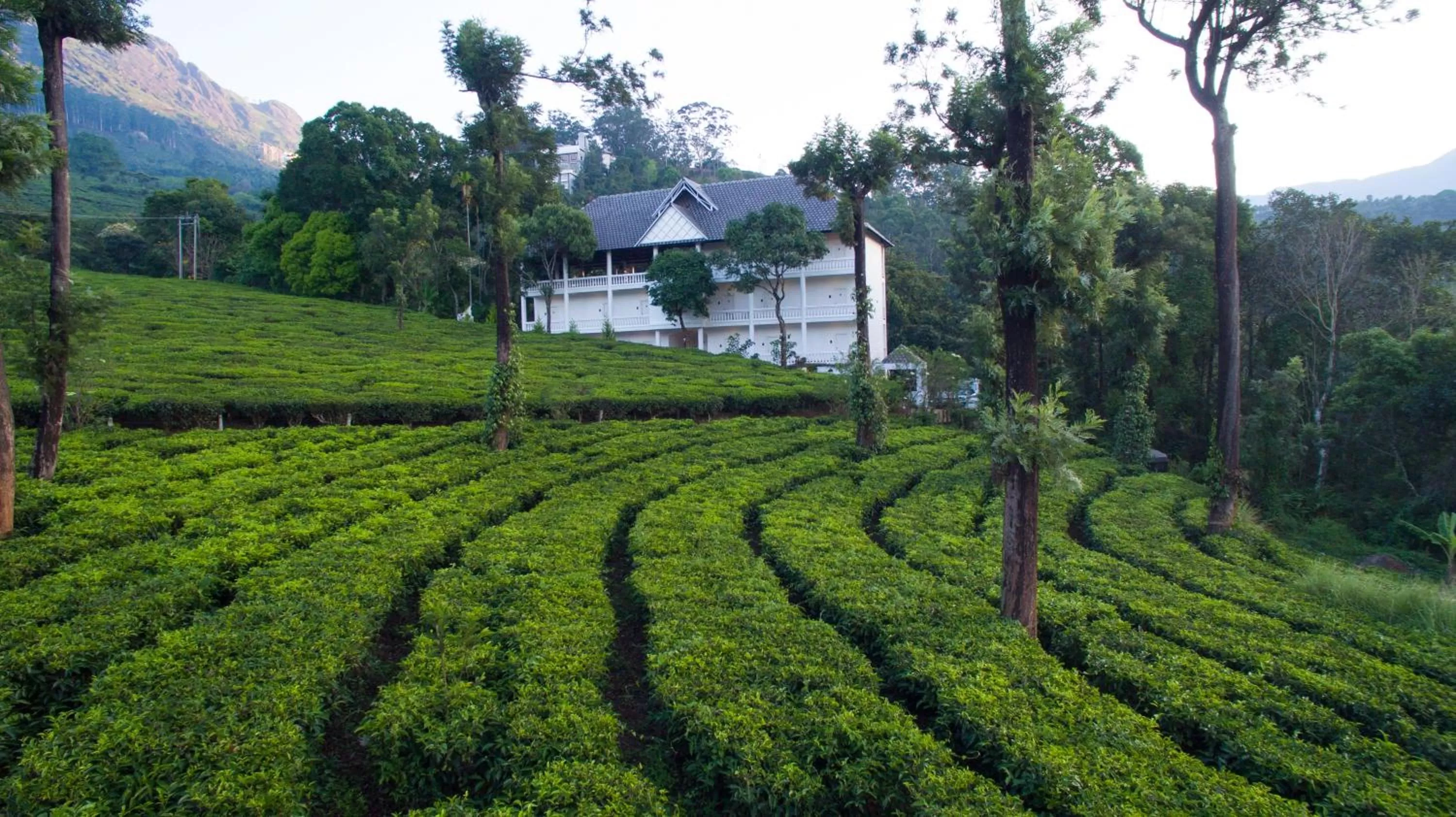 Garden in Tea Harvester