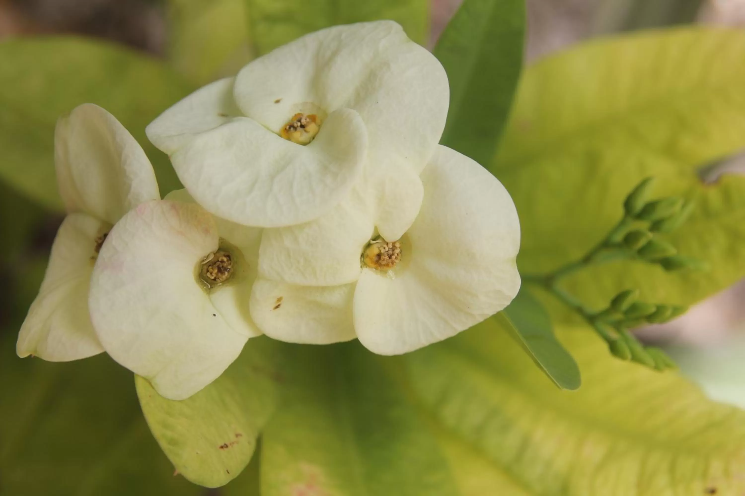 Food in La Pantera Negra