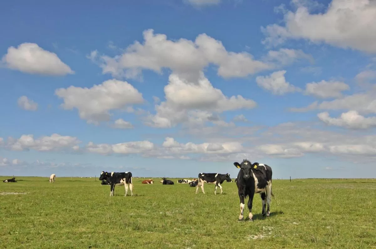 Natural landscape in 't Laaisterplakky