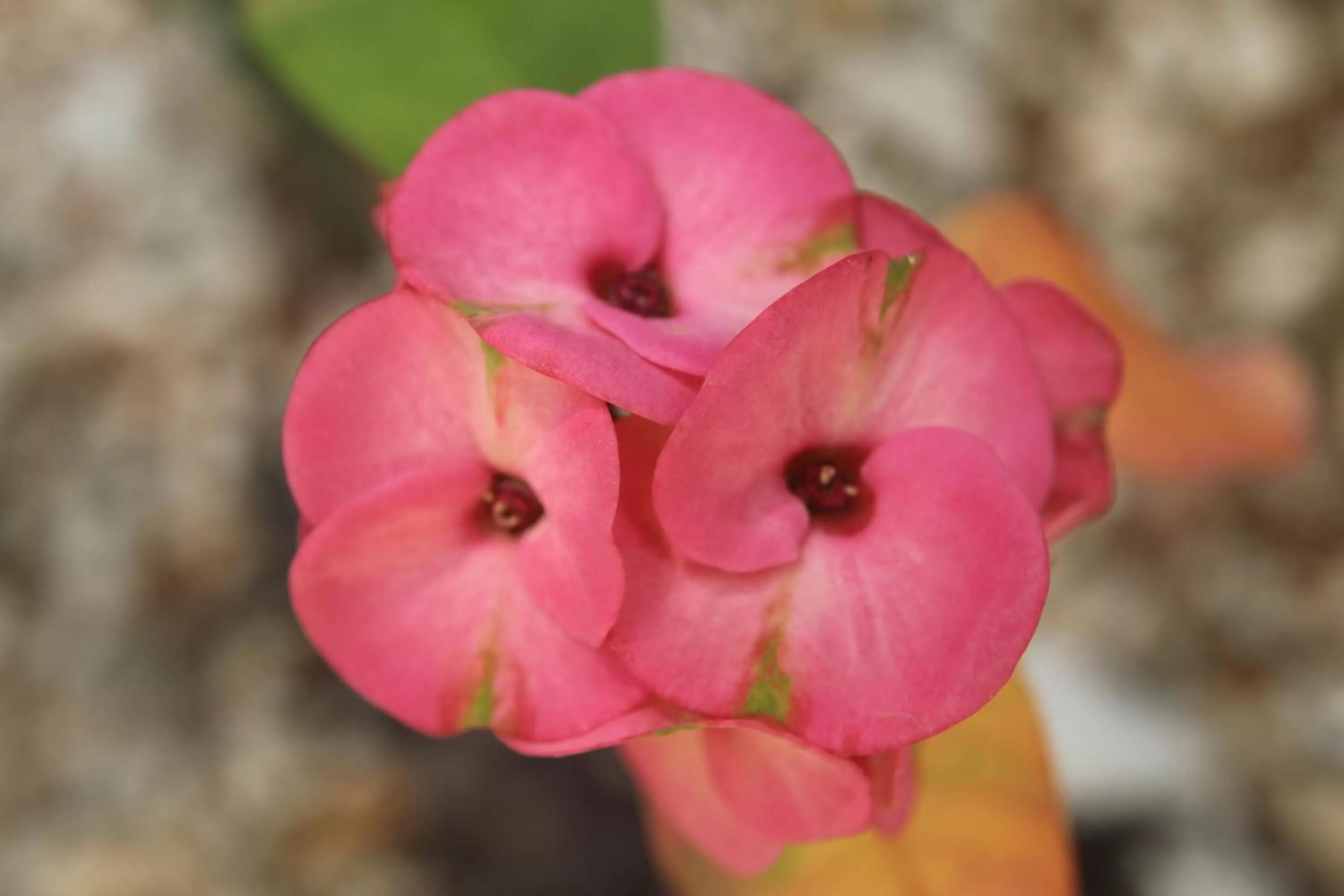 Food in La Pantera Negra