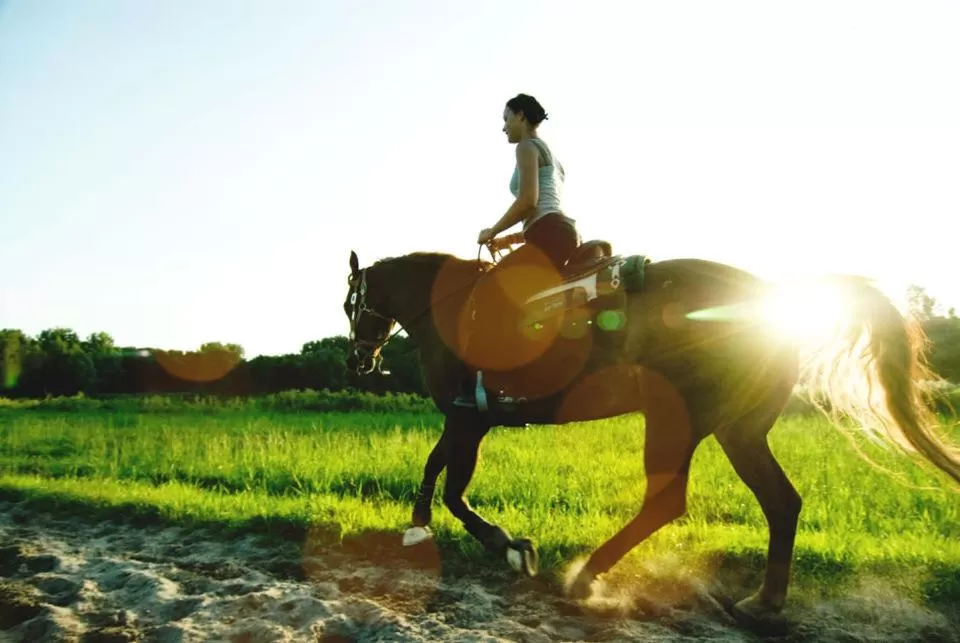 Horse-riding in B&B Bleiswijk