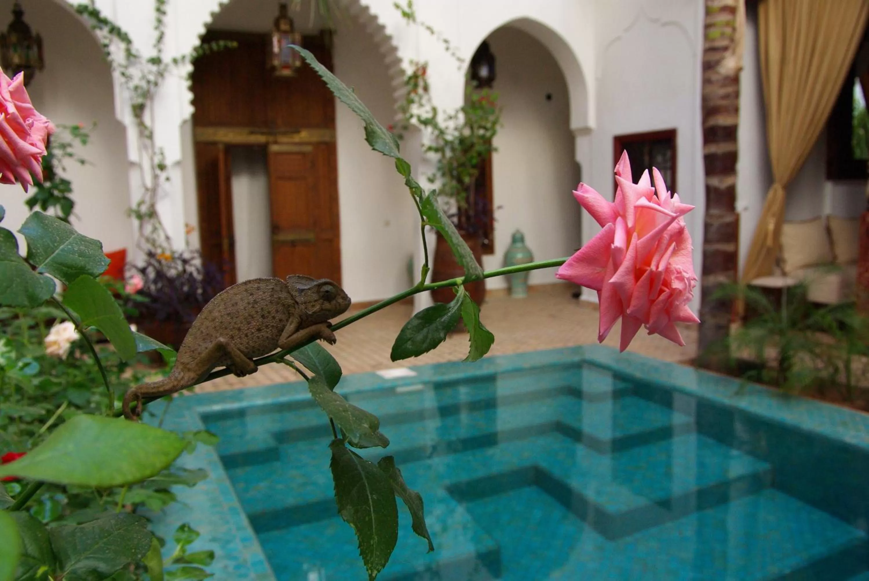 Swimming pool in Riad Ghali Hotel & SPA