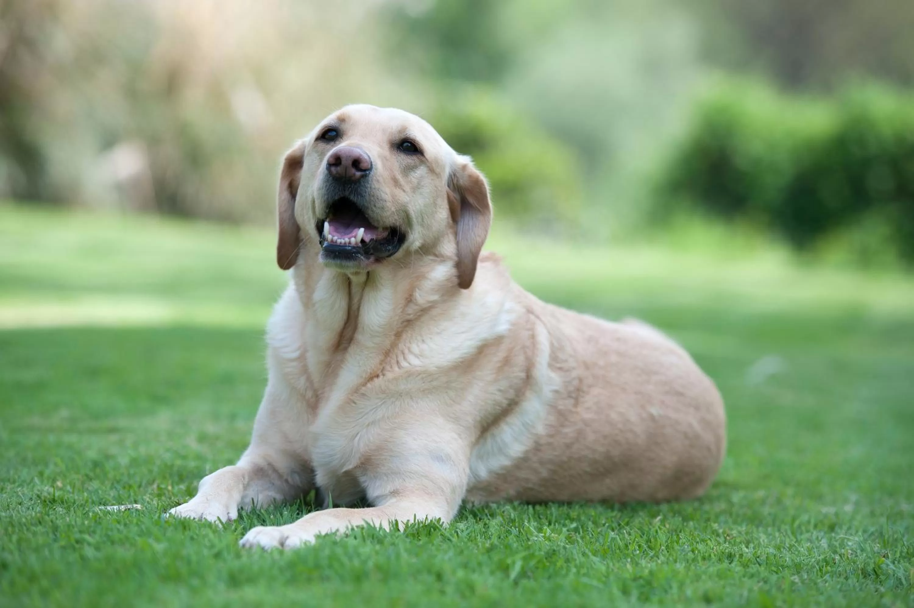 Pets in The Bridge House