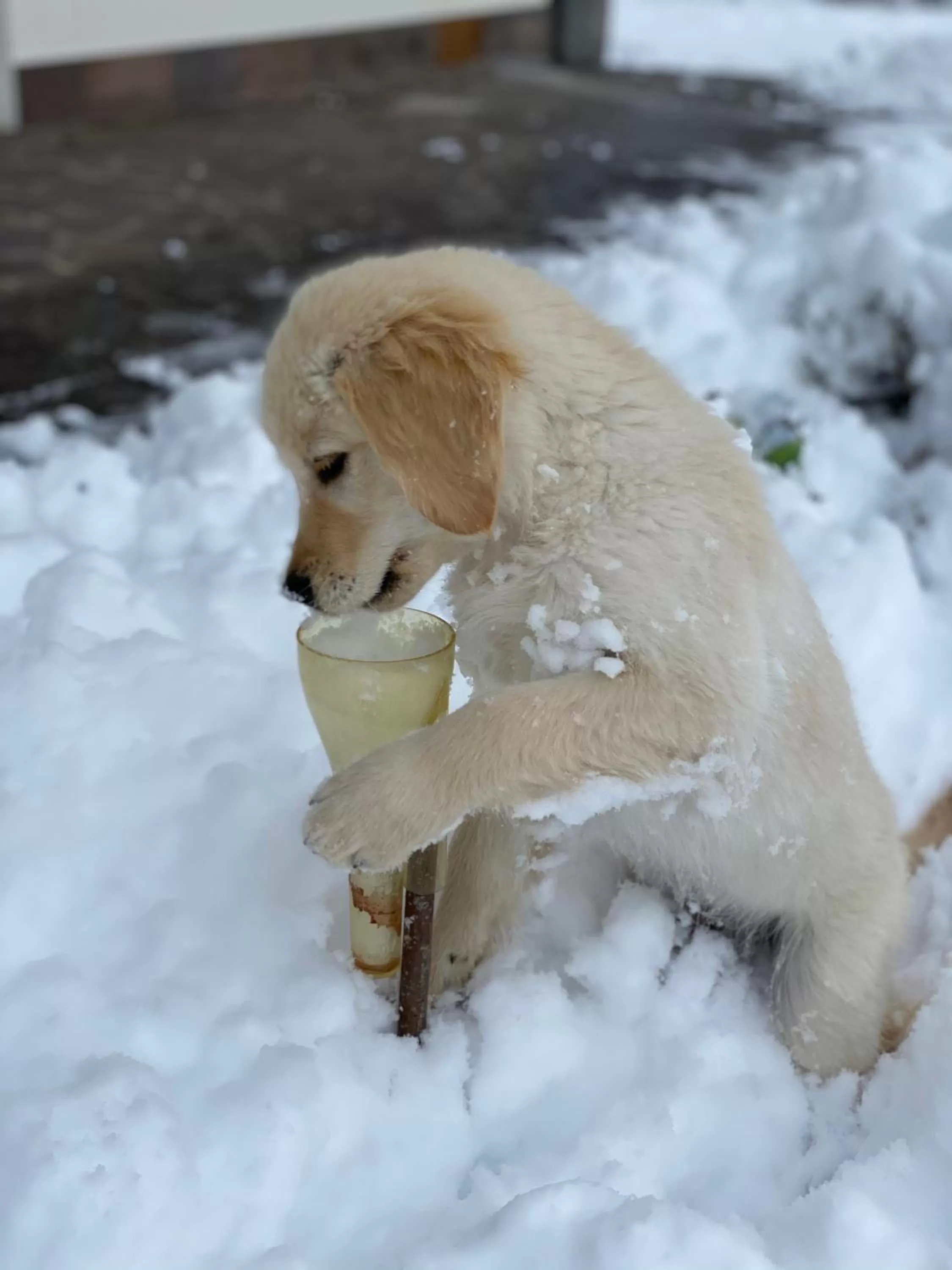 Pets in Residence Margreth