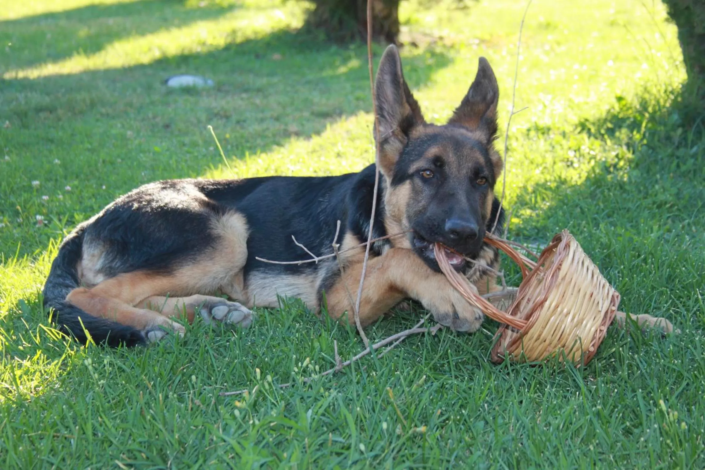 Garden in A Casa di Amici
