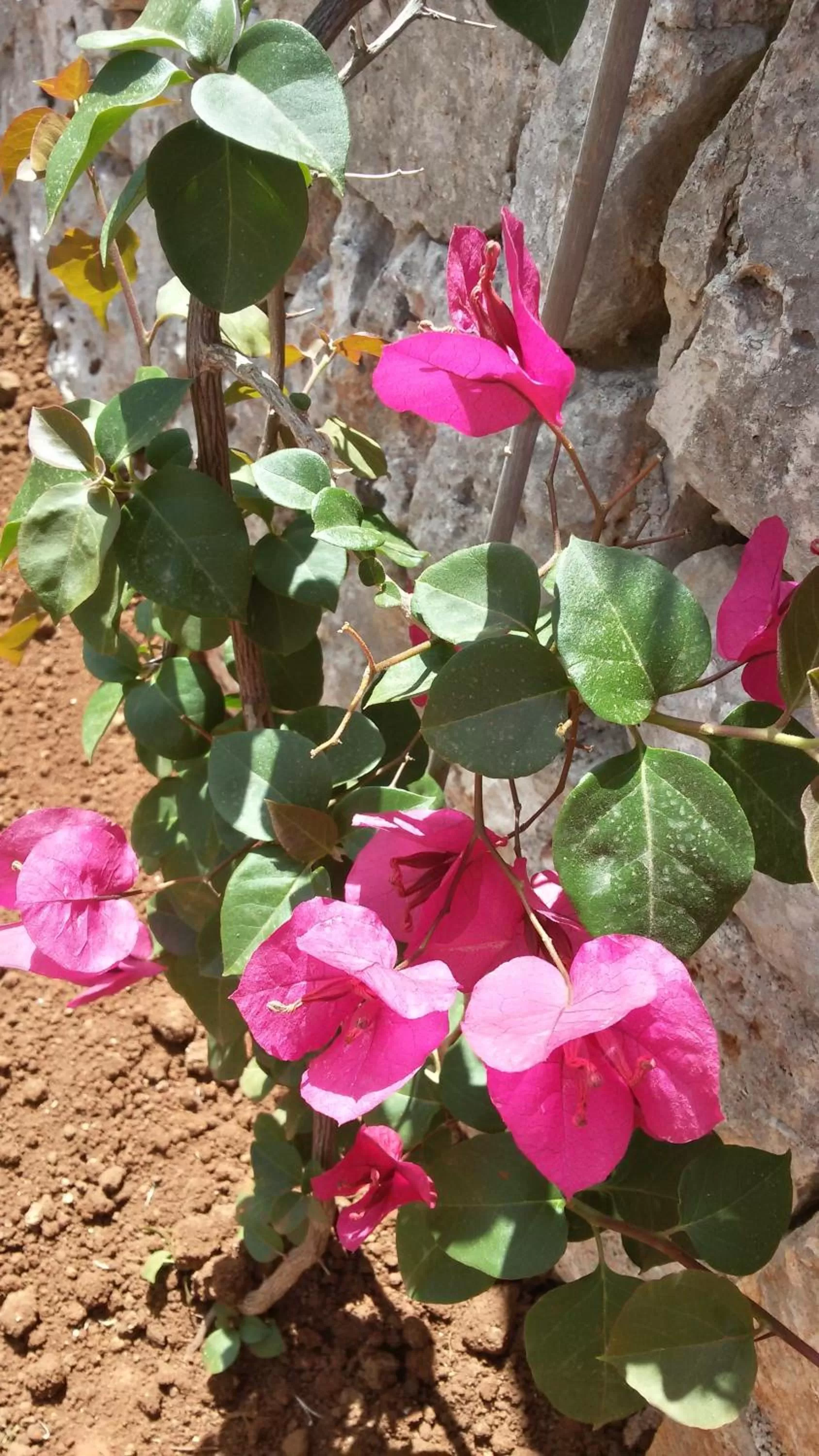 Other in Masseria Tolla