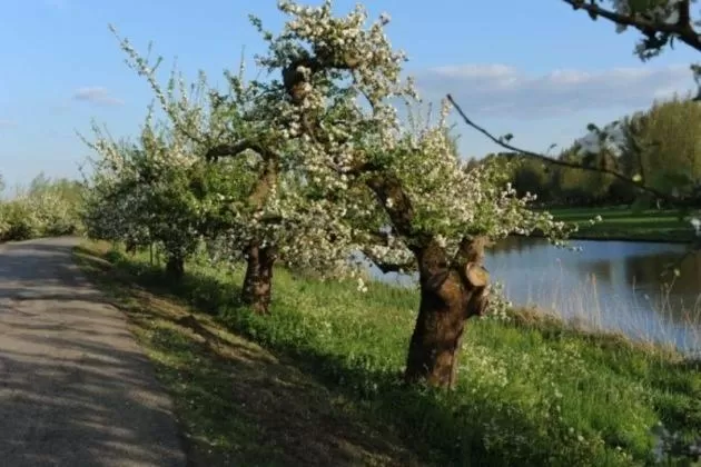 Bed & Breakfast de Neust