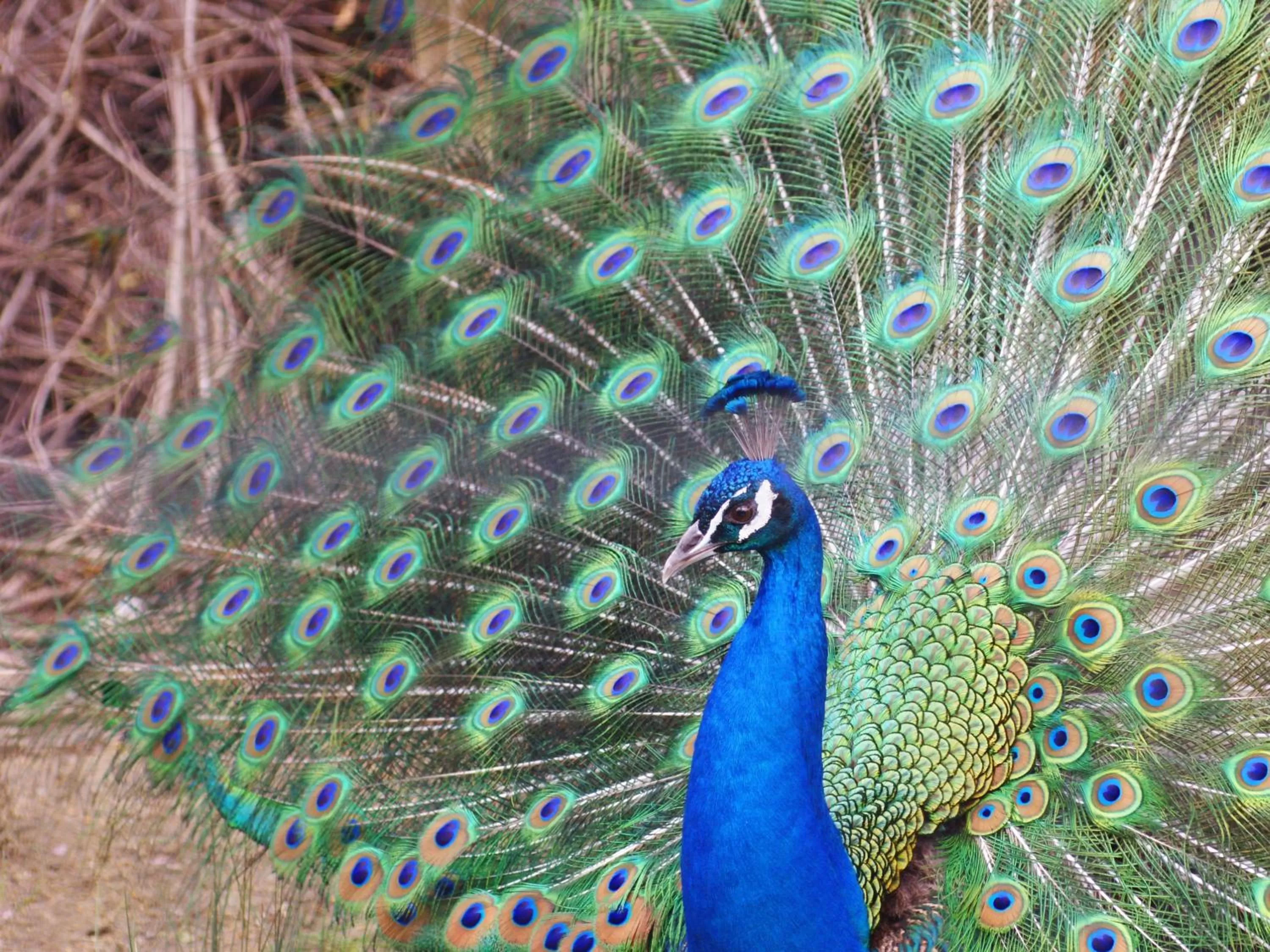 Nearby landmark, Other Animals in Hotel Wing International Kyoto - Shijo Karasuma