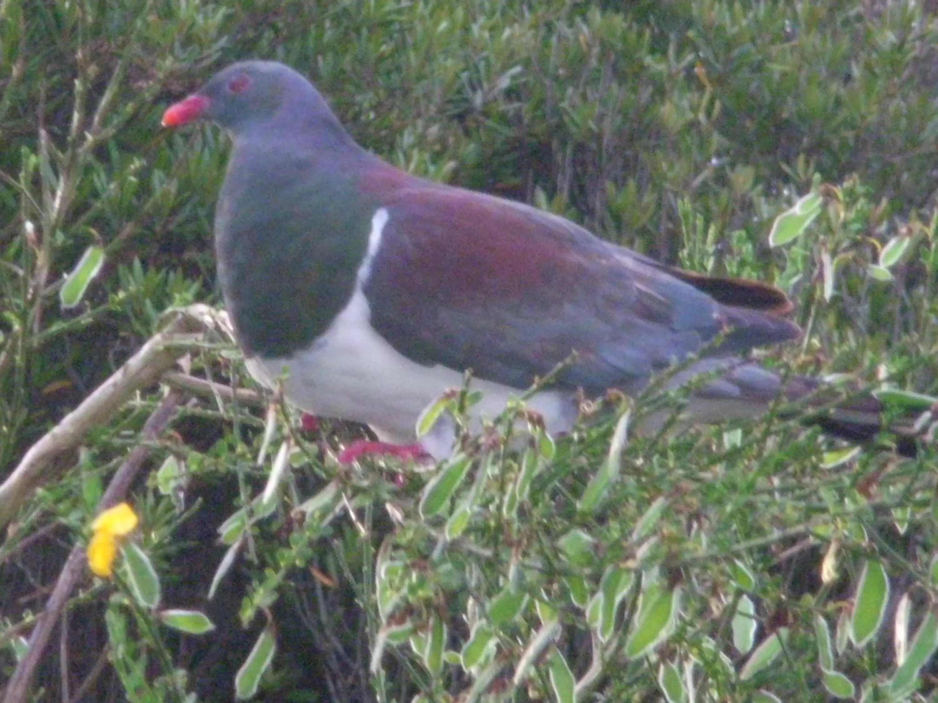 Animals, Other Animals in Mahinapua Retreat B&B