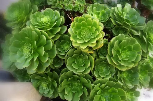 cot in B&B Val D'azur