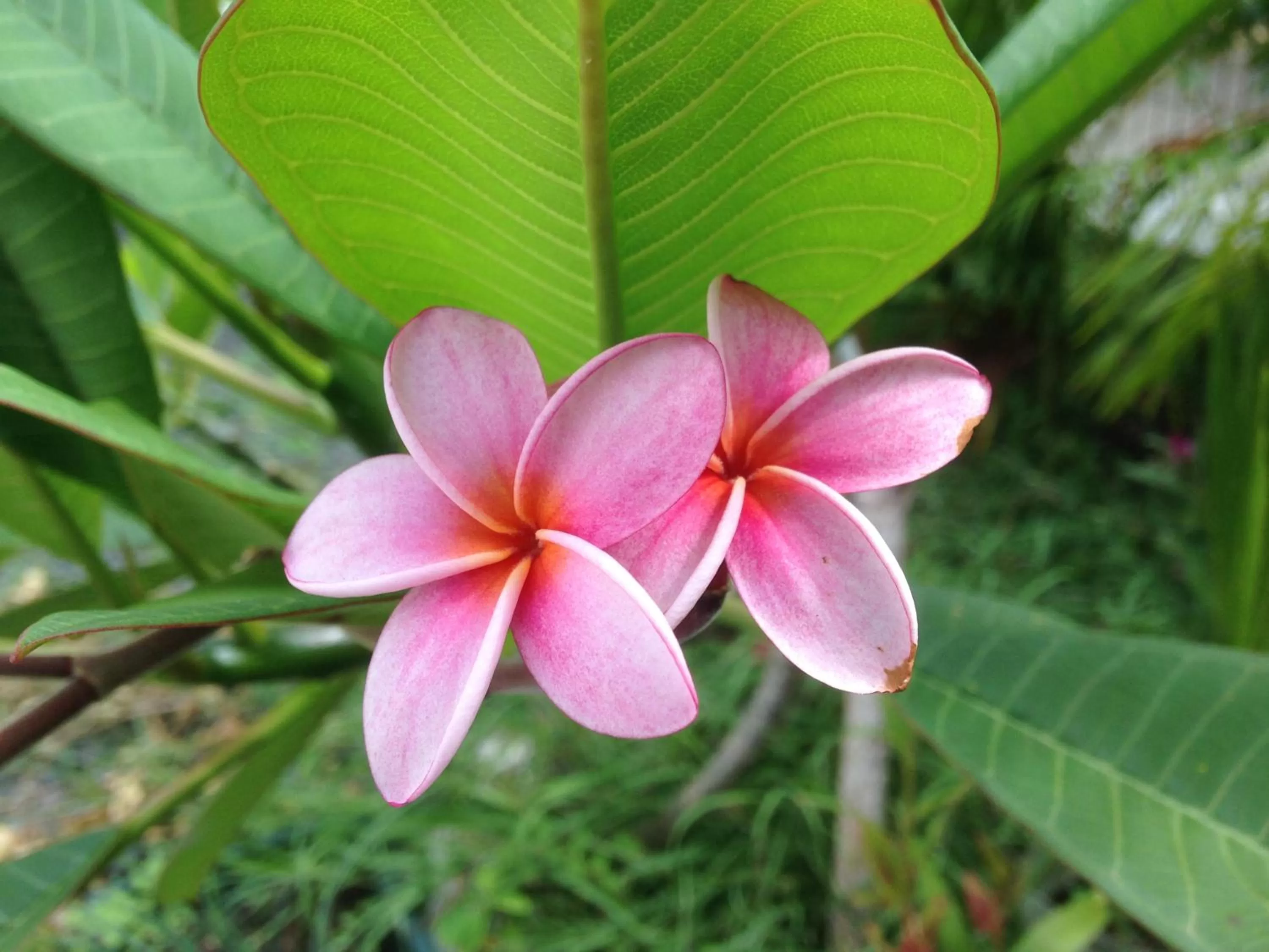 Garden in Chambre d'hôte Coeur-CoCo piscine
