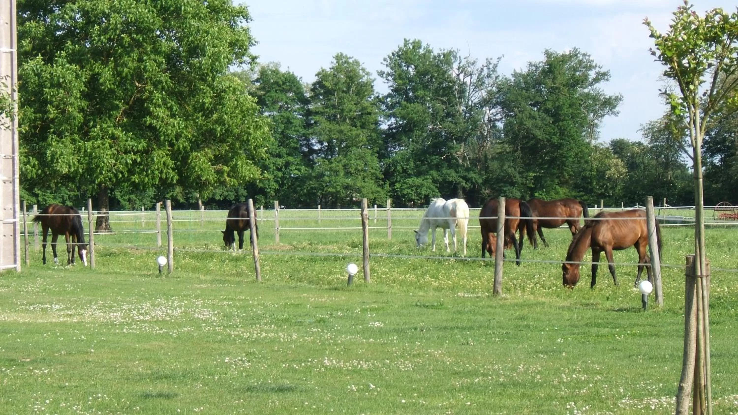 Day, Other Animals in Chambres d'Hotes Carpediem