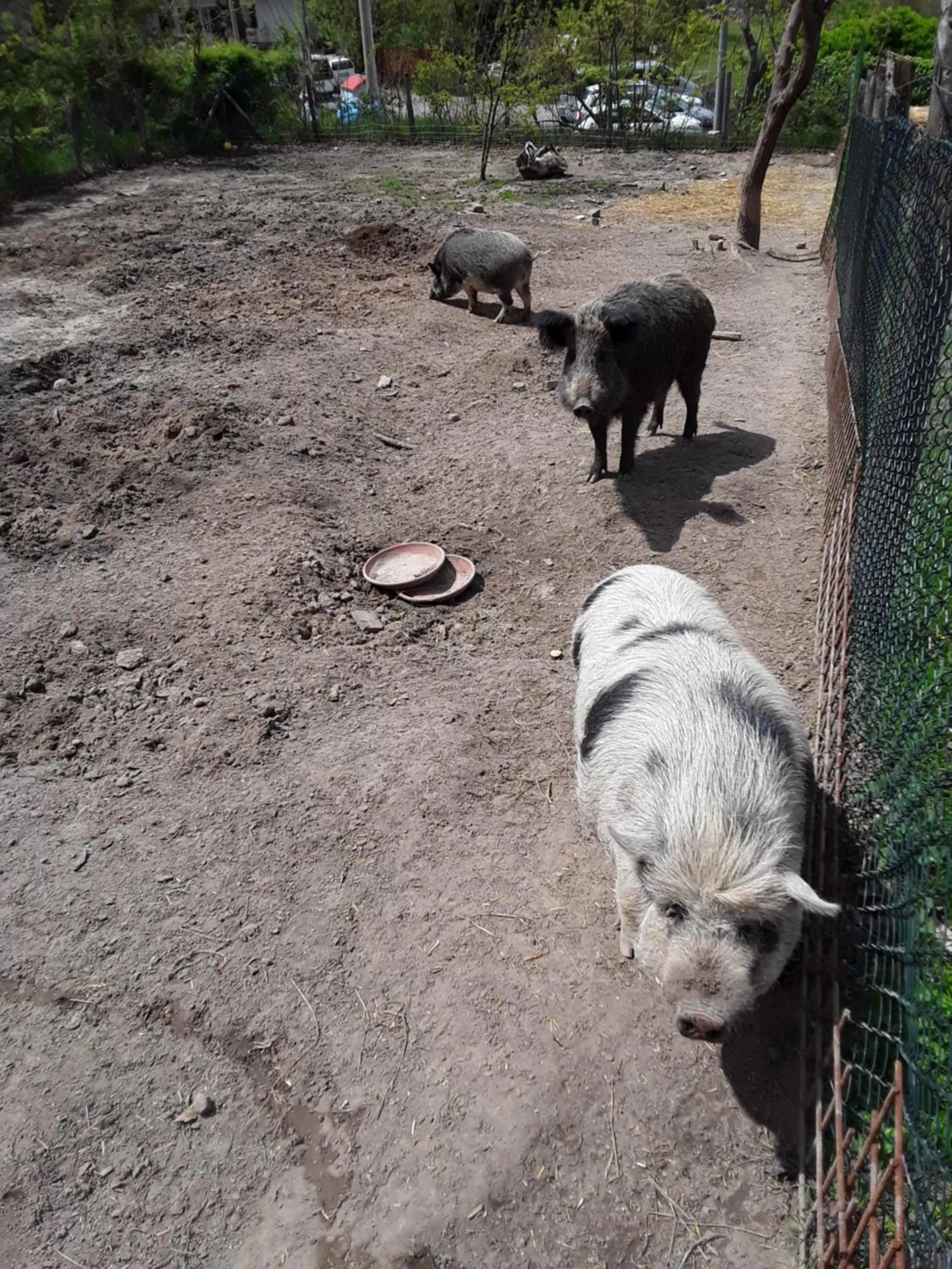 Other Animals in B&B Podere Legnotorto