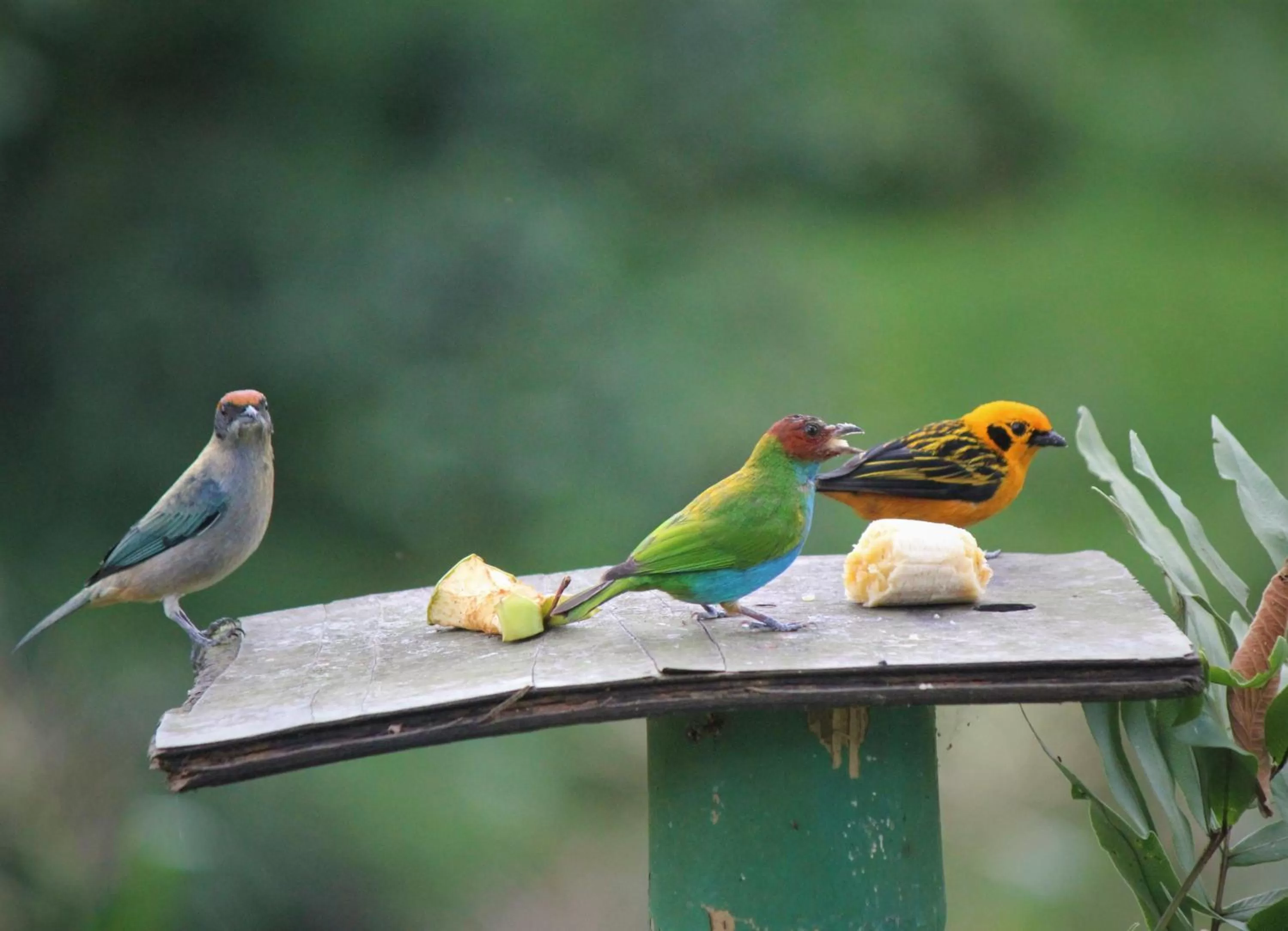 Animals in Villa Cristina - Casa Boutique