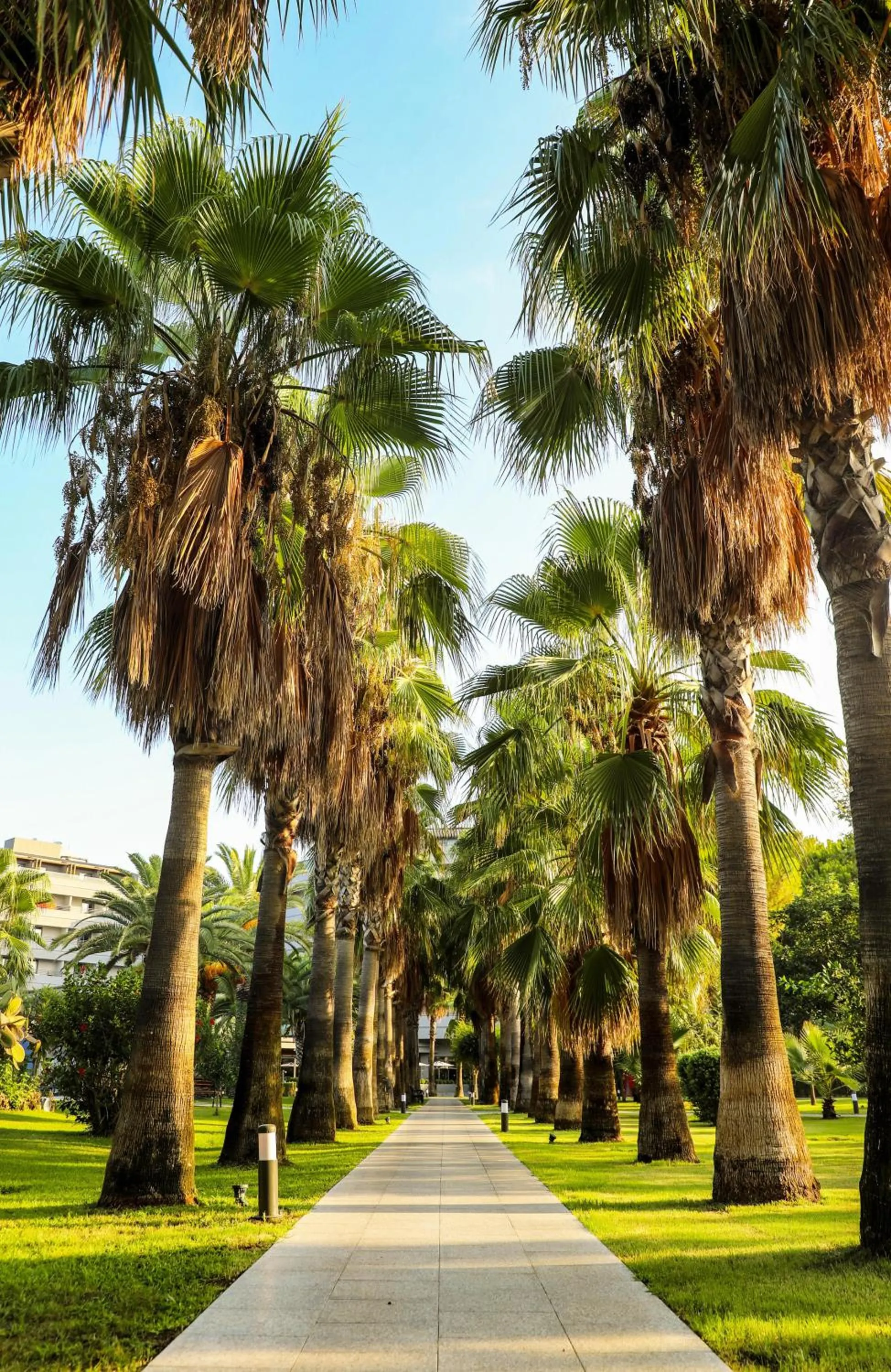 Natural landscape in Miramare Beach Hotel - Ultra All Inclusive