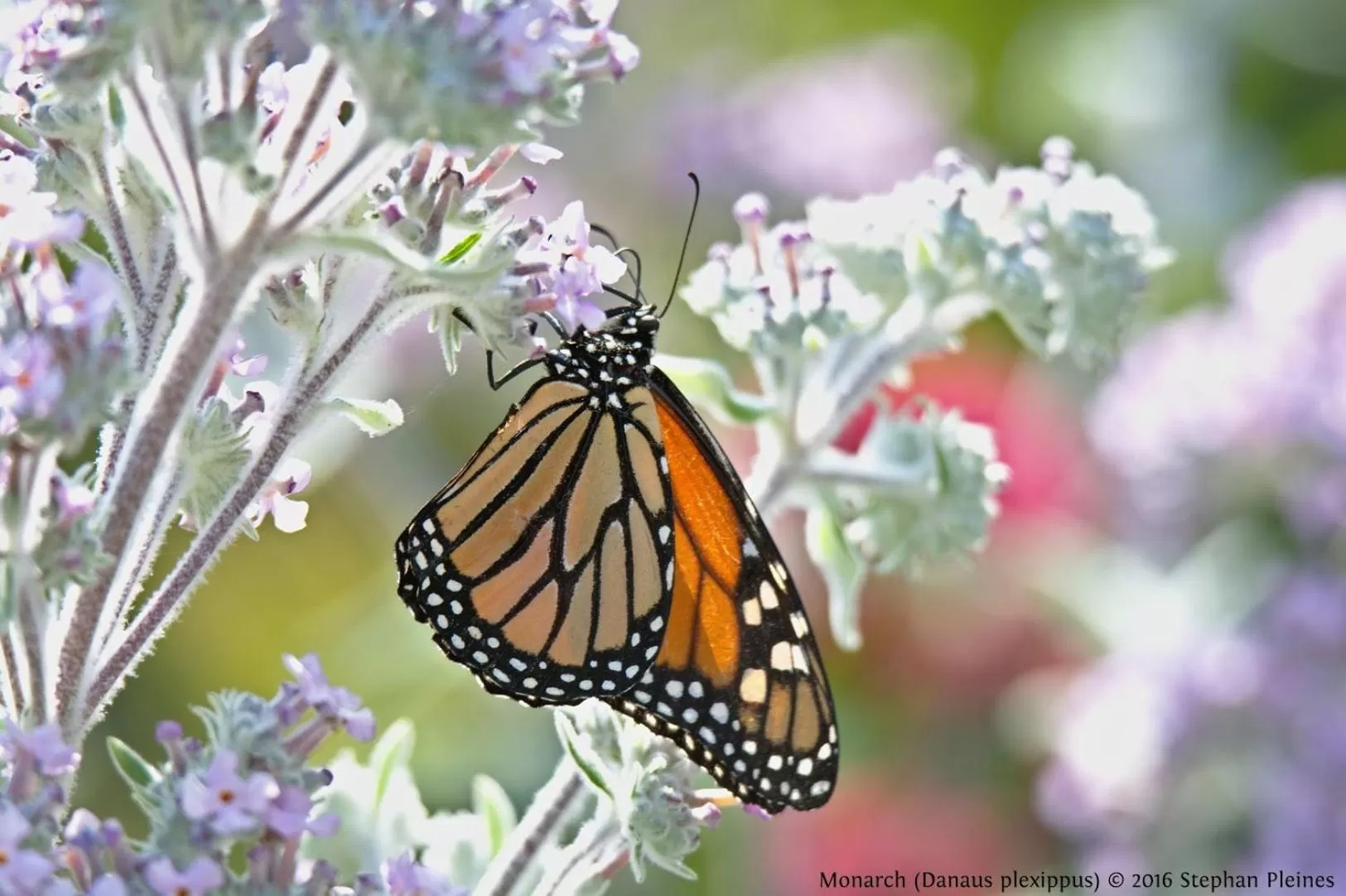 Olallieberry Inn Bed and Breakfast