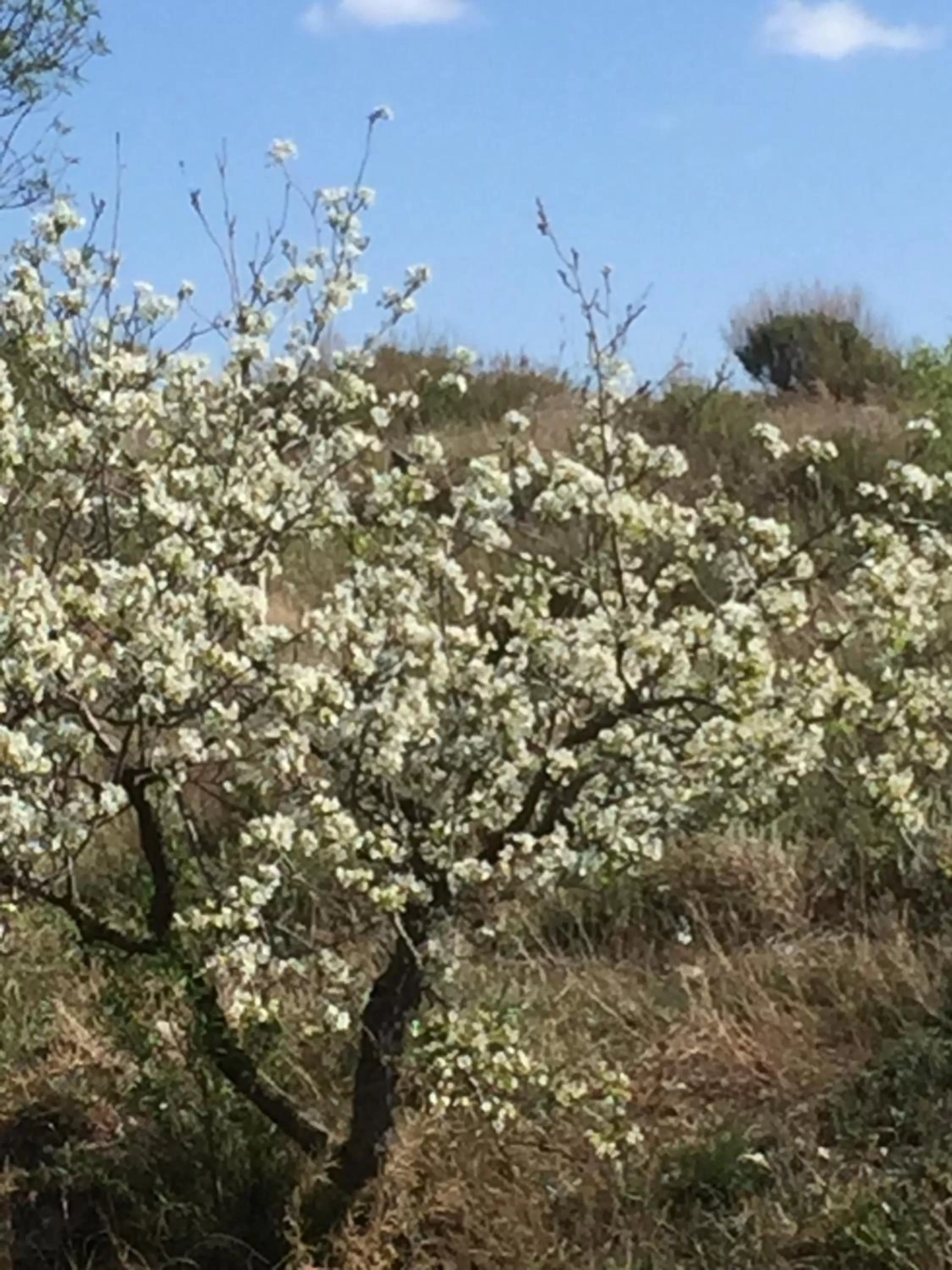 Garden in Las Persianas Azules