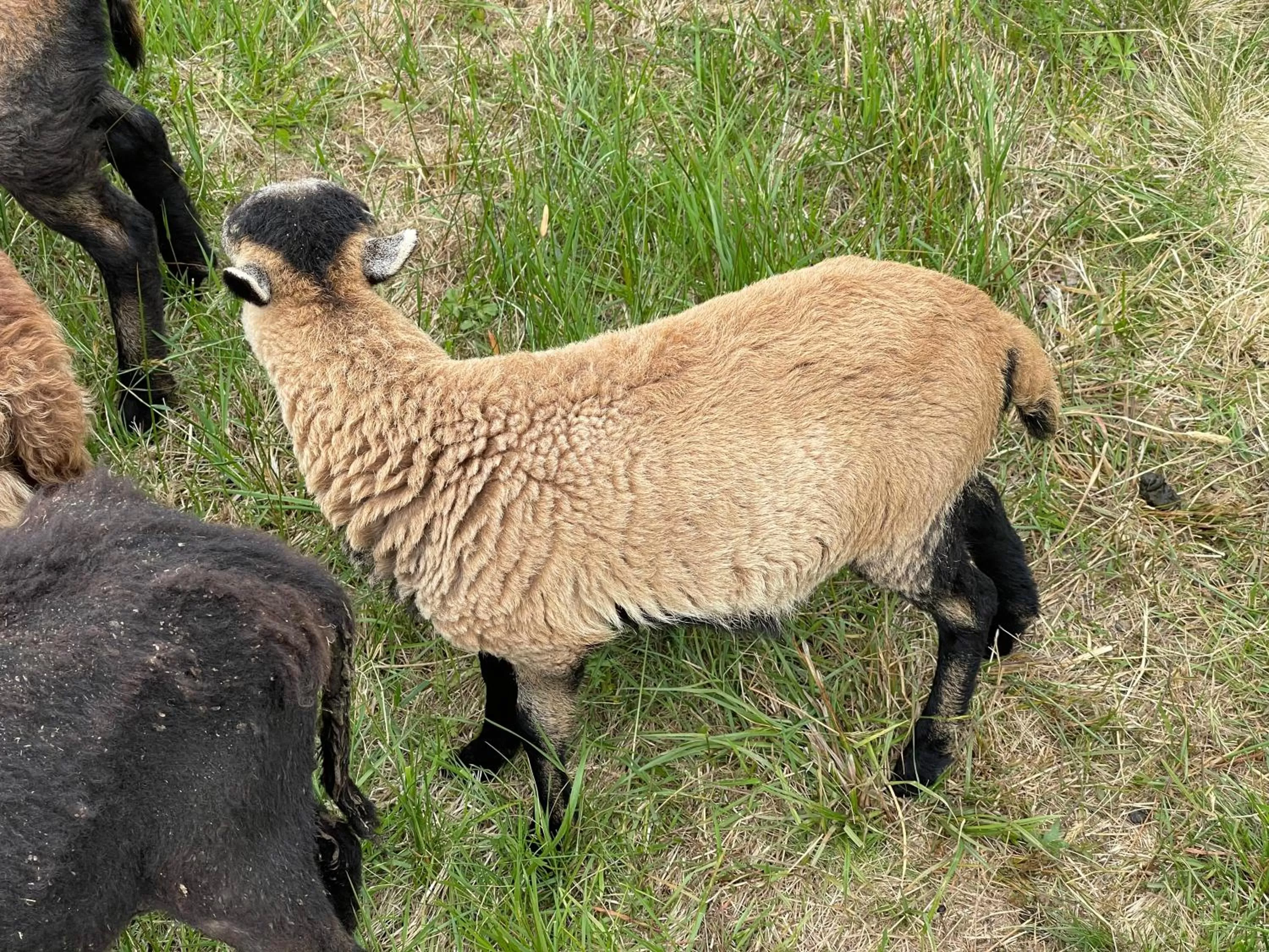 Animals in Hotel Lugsteinhof