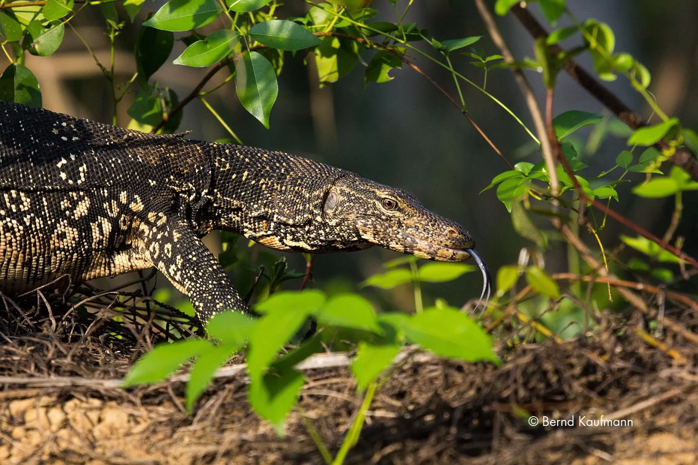 Animals in Suriya Arana