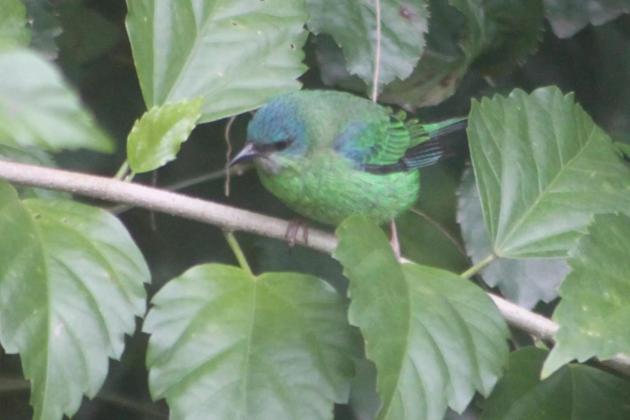 Animals in Pousada da Rosa