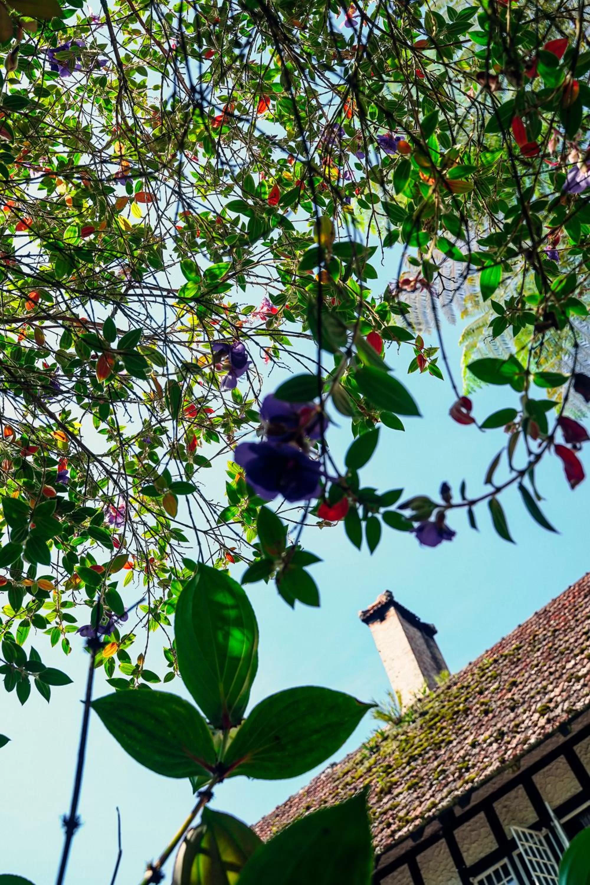Property building in The Smokehouse Hotel & Restaurant Cameron Highlands