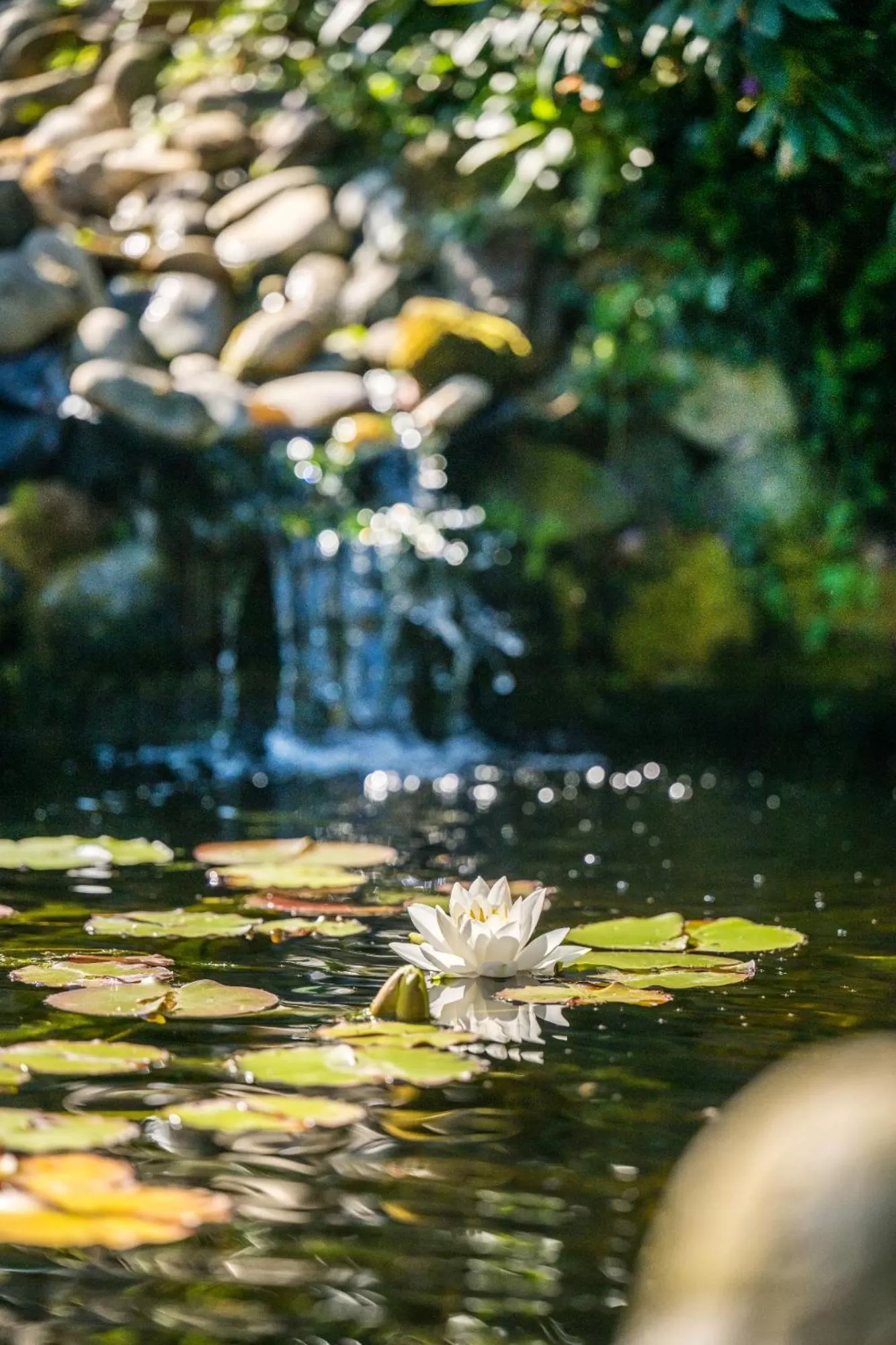 Garden in Moselromantik Hotel Kessler Meyer