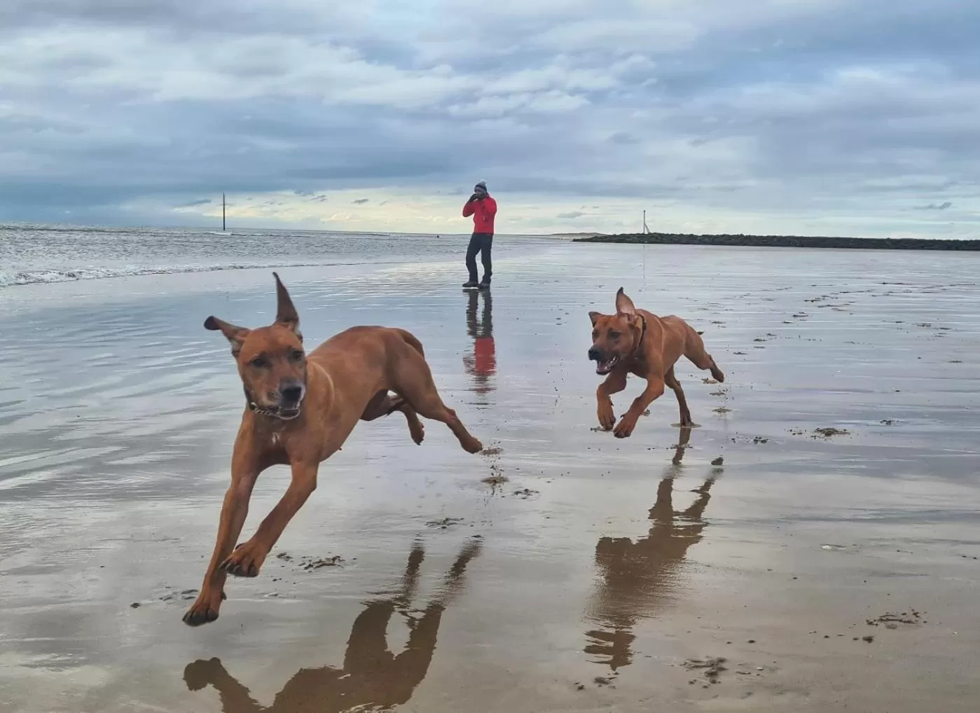 Nearby landmark, Other Animals in Beudy Bach