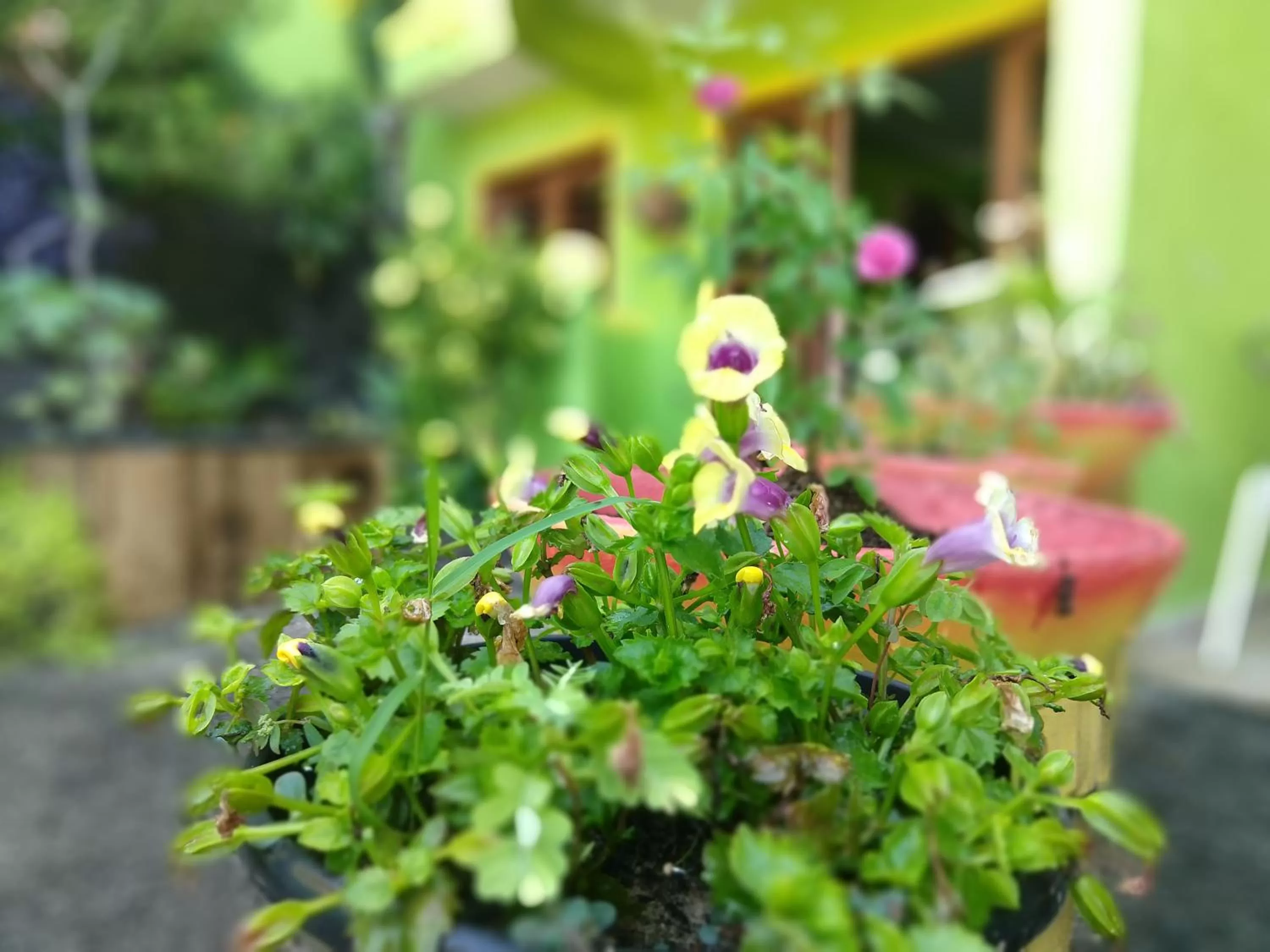 Garden in Bamboo Flat