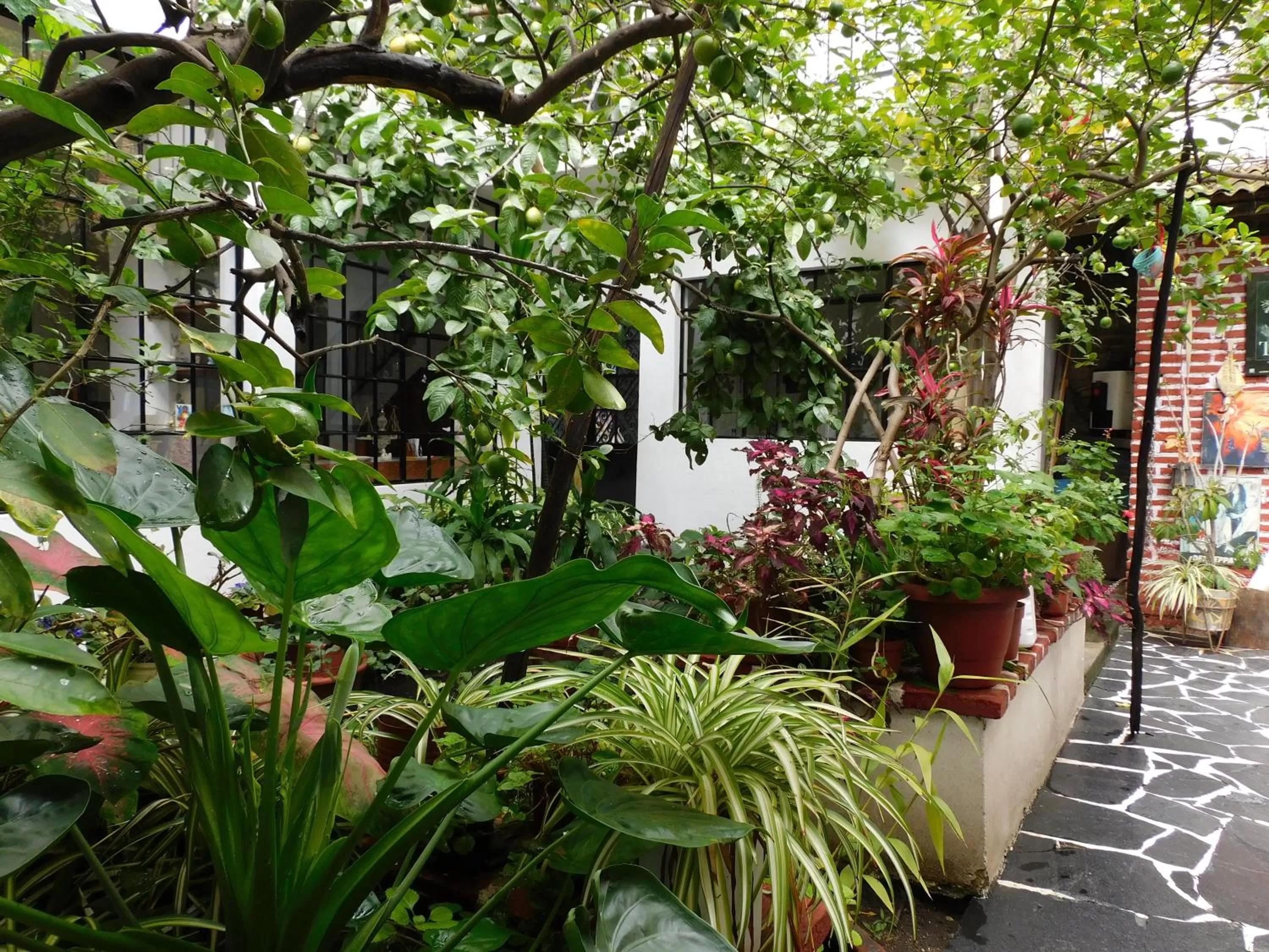 Garden in María Bonita by Rotamundos