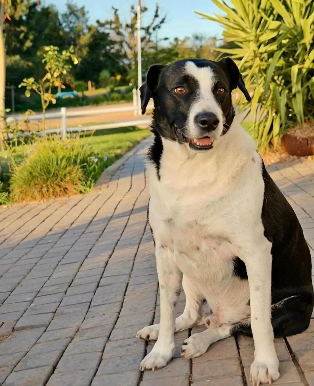 Animals in theLAB Robertson