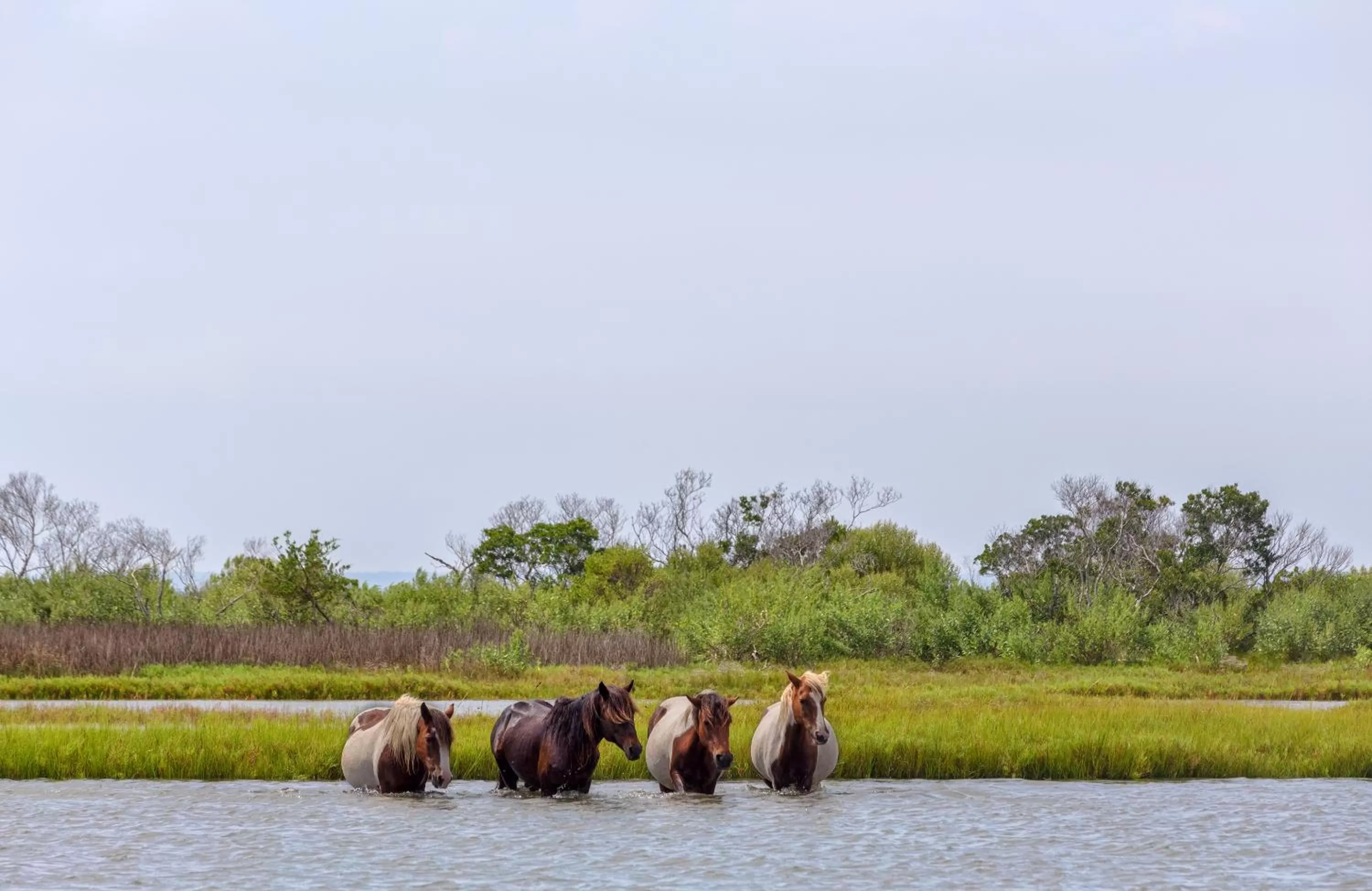 Animals in Chincoteague Inn