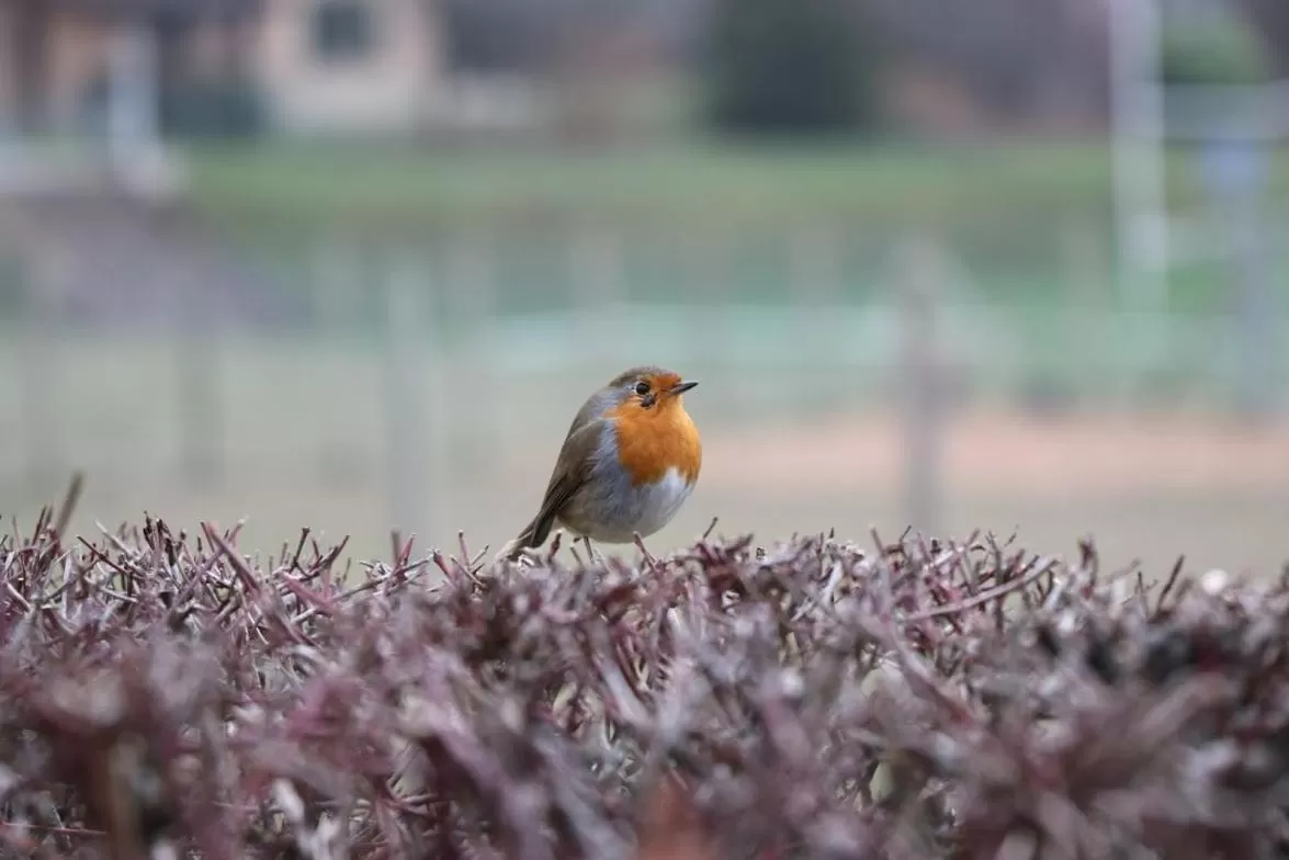 Animals in La Maison des Copains