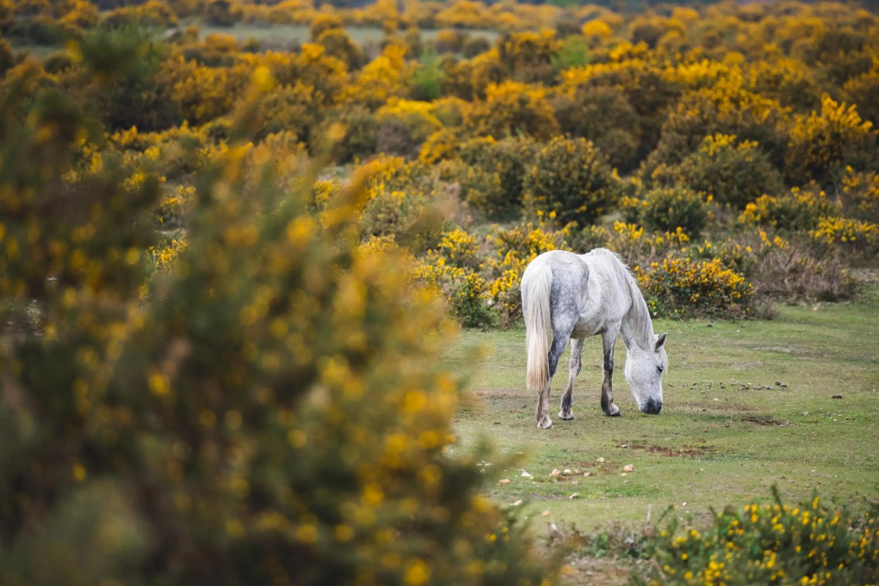 Animals in Bartley Lodge Hotel
