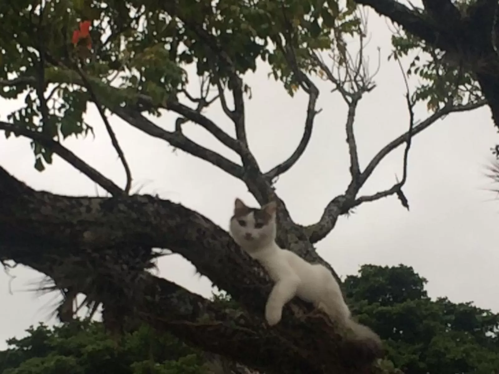 Pets in Pousada Dunasol Floripa