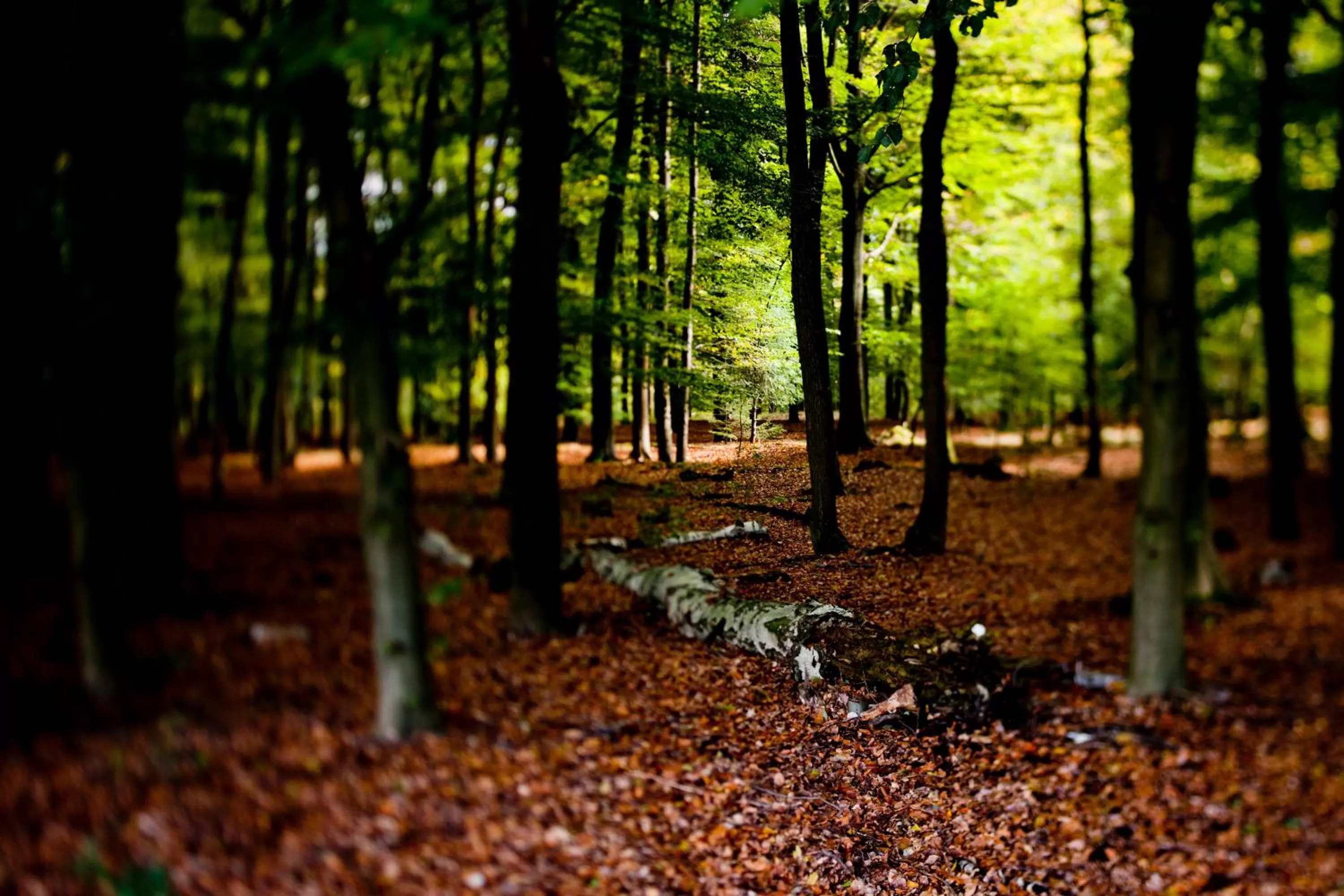 Neighbourhood in Hotel Oranjeoord